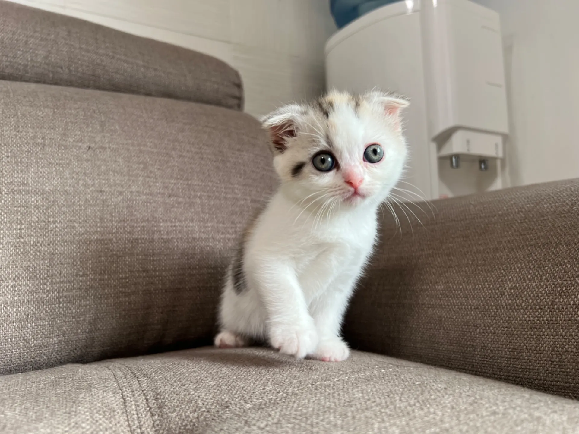 スコティッシュフォールド(4/19)