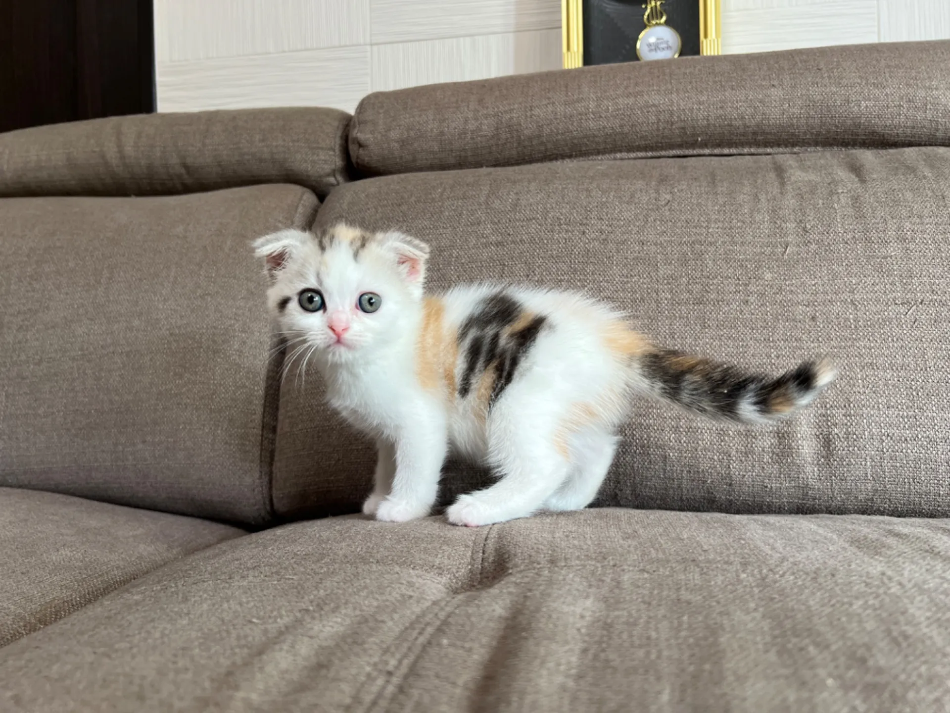 スコティッシュフォールド(4/19)