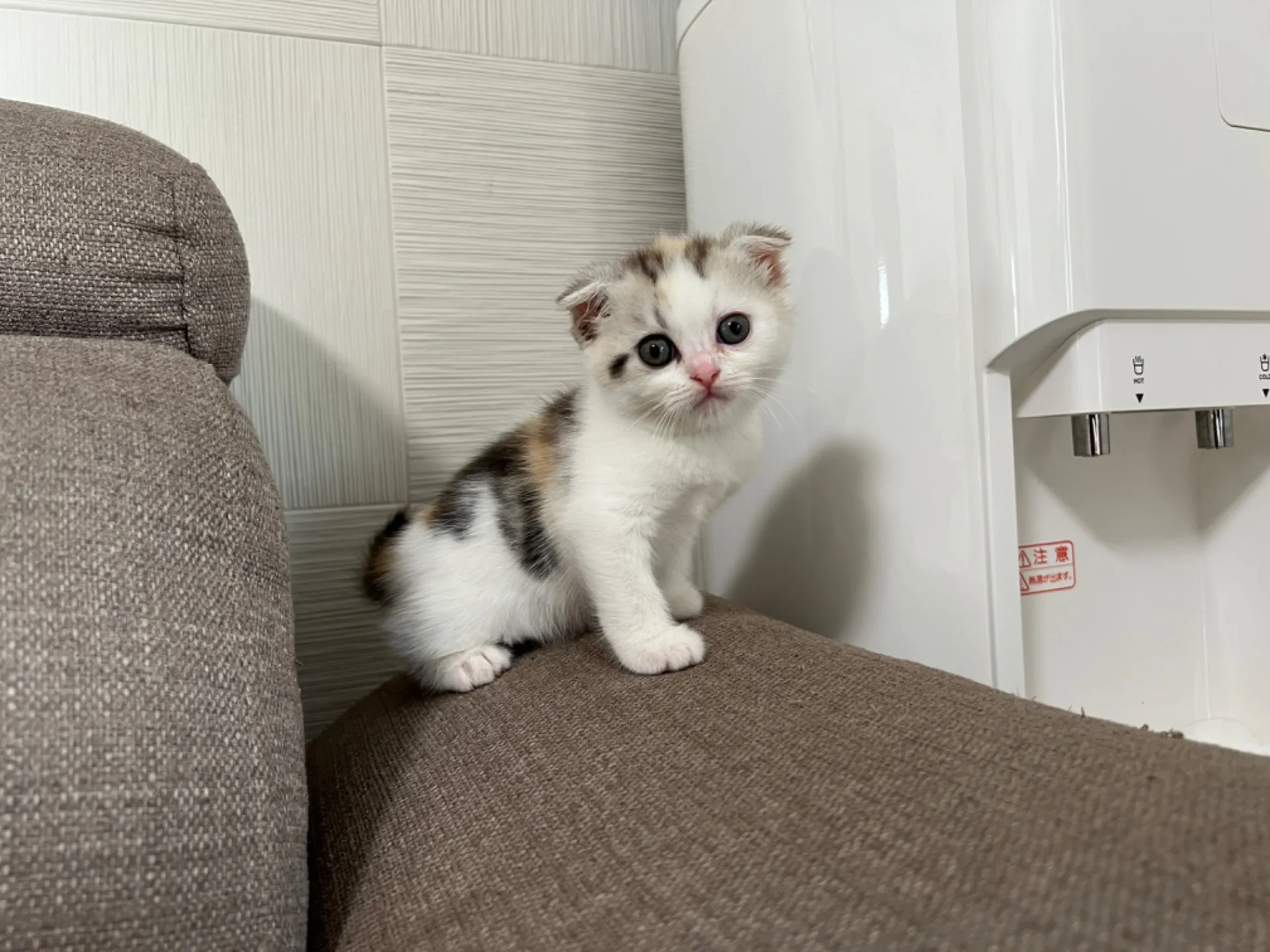 スコティッシュフォールド(4/19)