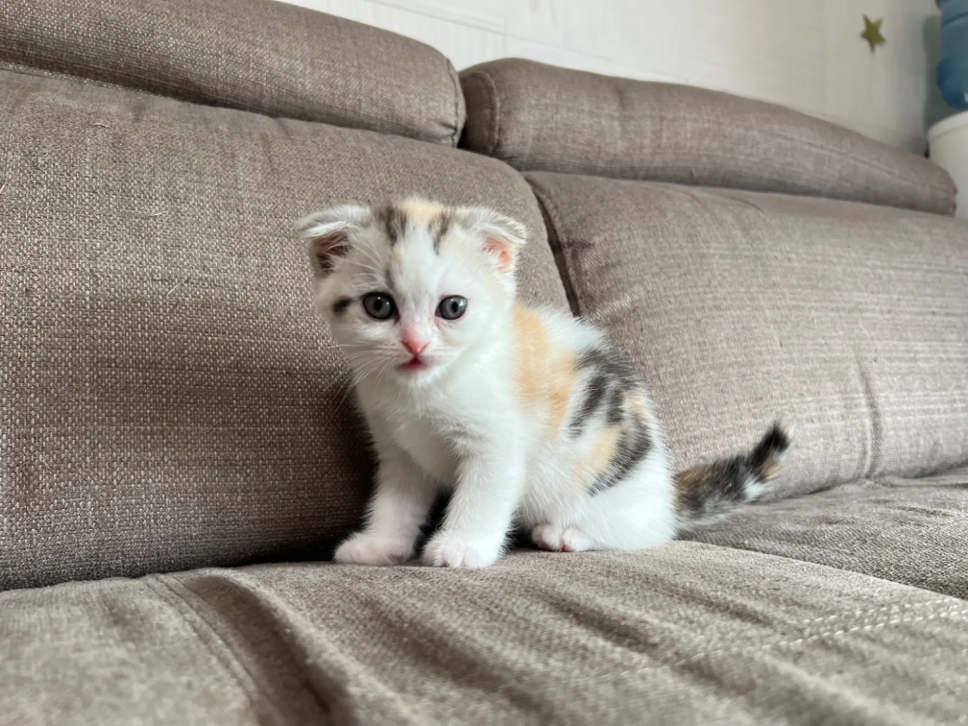 スコティッシュフォールド(4/19)