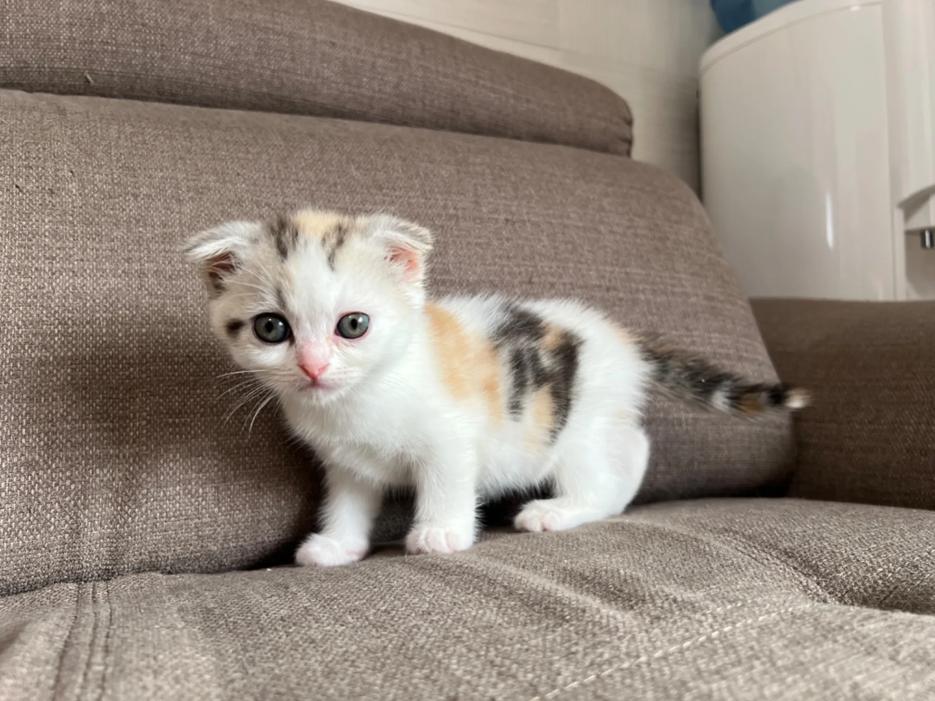 スコティッシュフォールド(4/19)