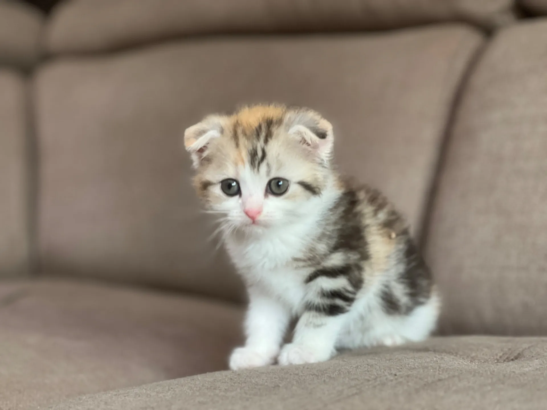 スコティッシュフォールド(4/19)