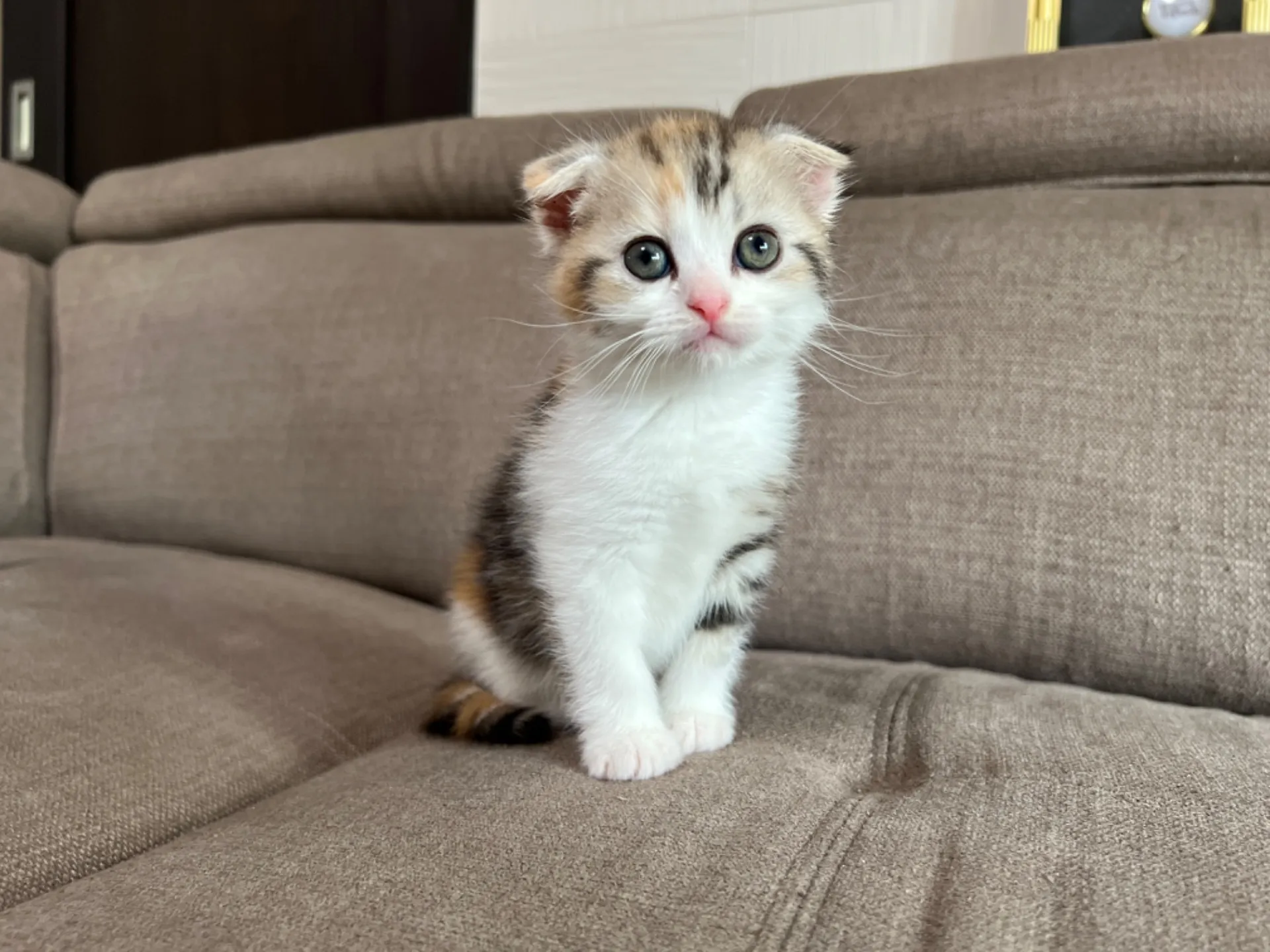 スコティッシュフォールド(4/19)