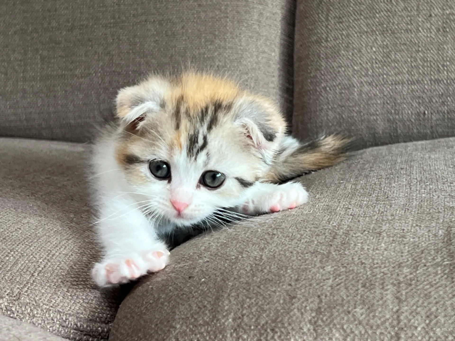 スコティッシュフォールド(4/19)