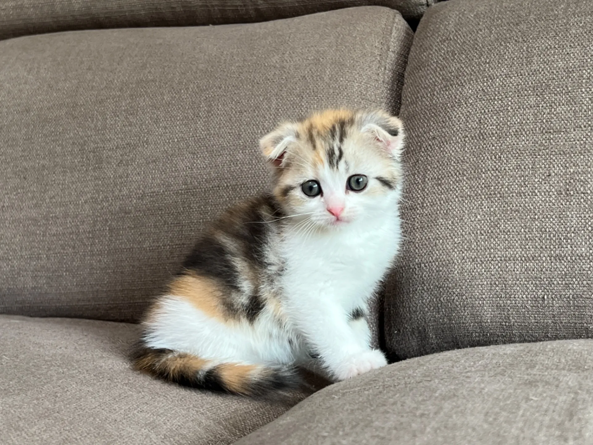 スコティッシュフォールド(4/19)