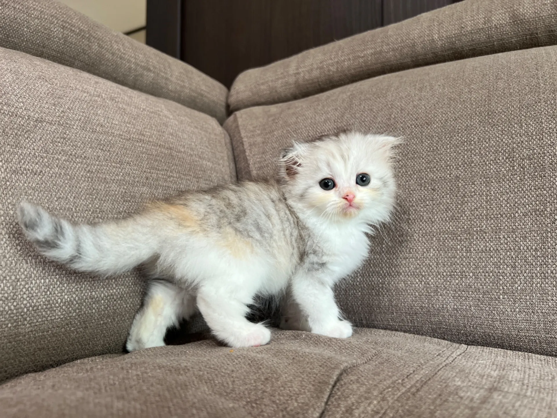 スコティッシュフォールド(4/19)