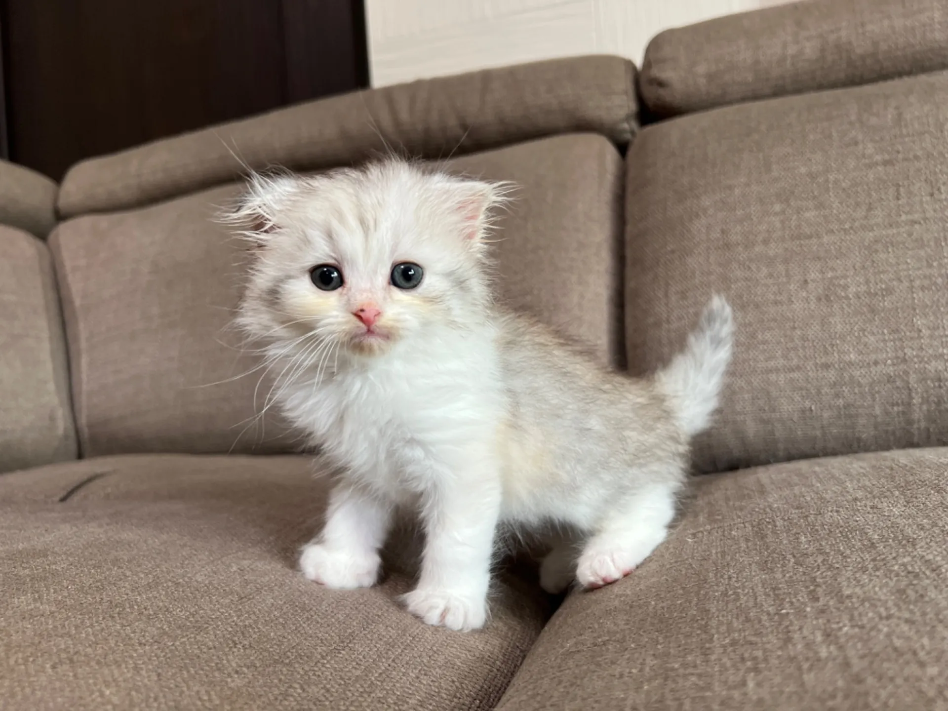 スコティッシュフォールド(4/19)