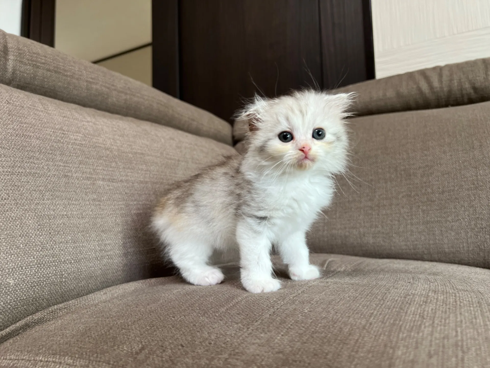 スコティッシュフォールド(4/19)