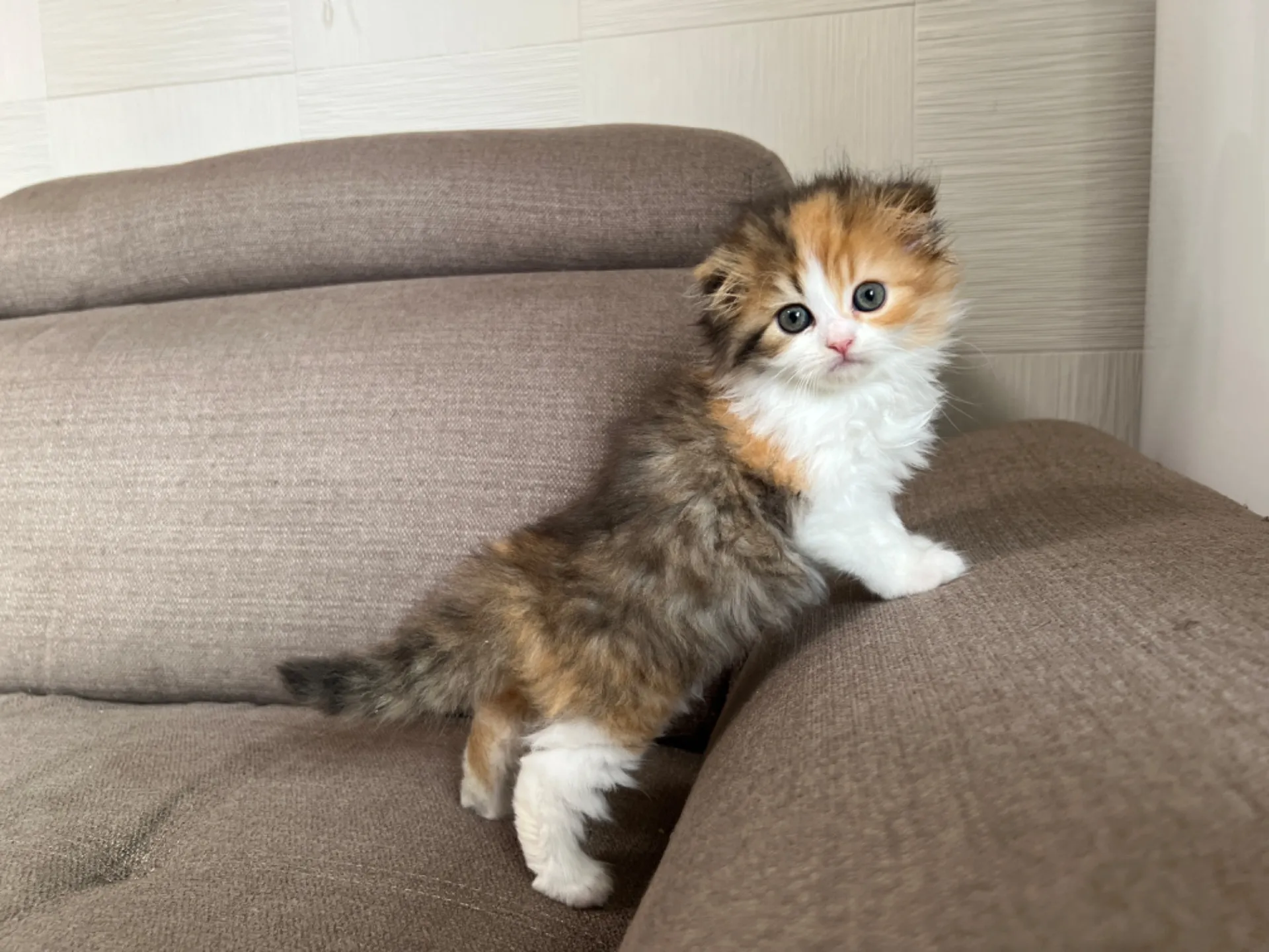 スコティッシュフォールド(4/19)