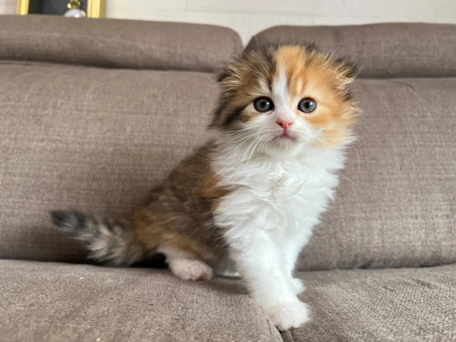 スコティッシュフォールド(4/19)