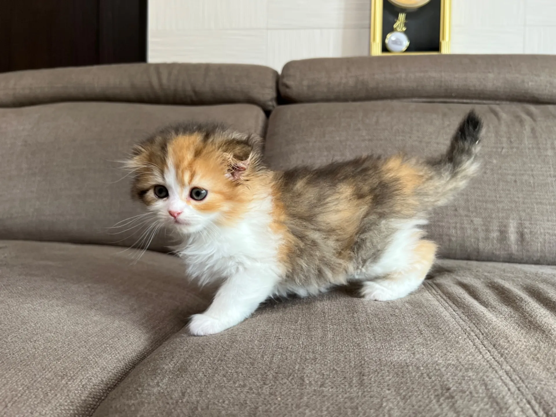 スコティッシュフォールド(4/19)