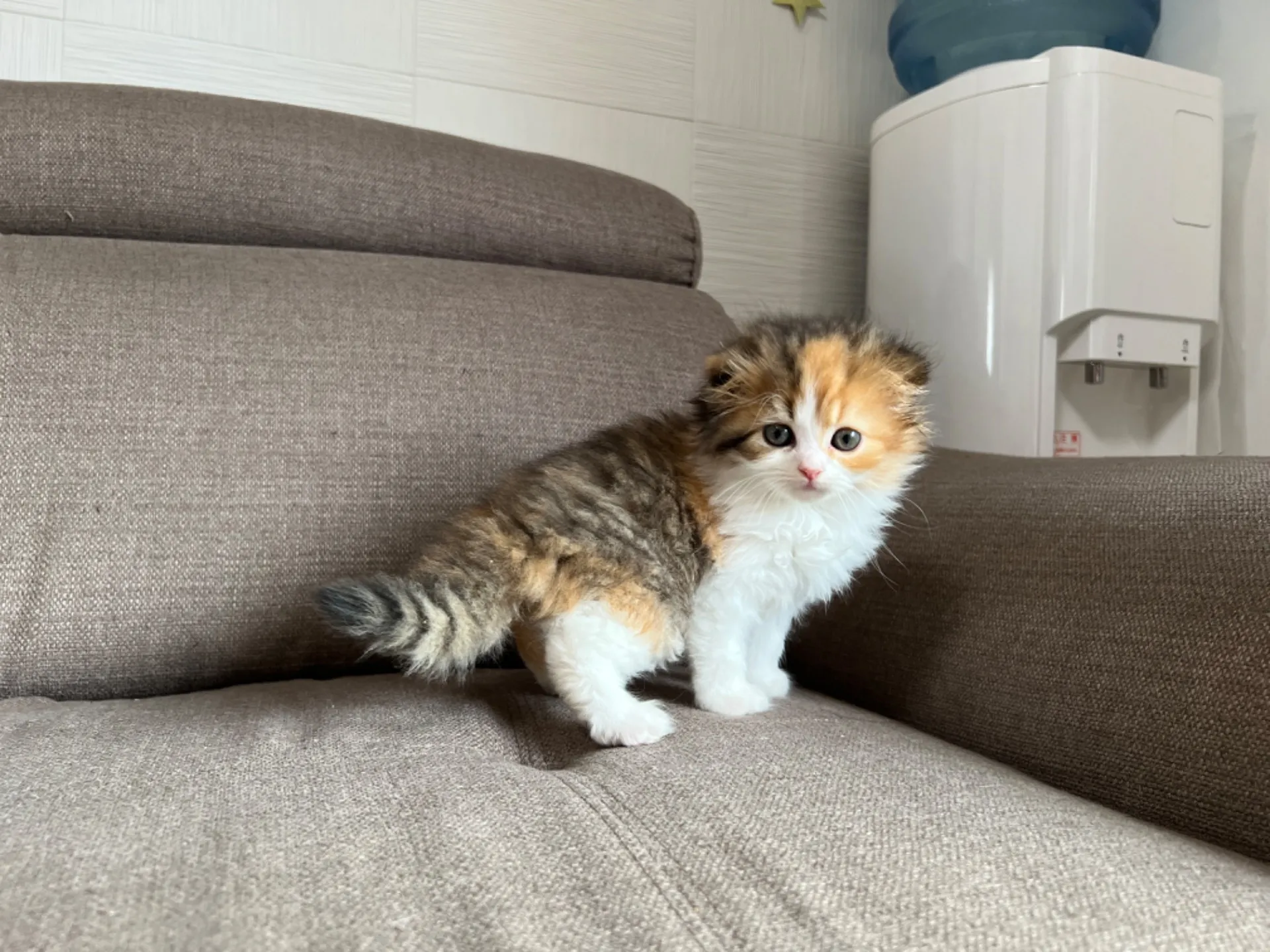 スコティッシュフォールド(4/19)