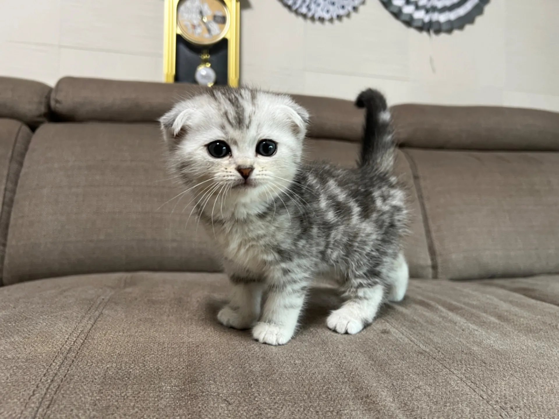 スコティッシュフォールド(4/17)