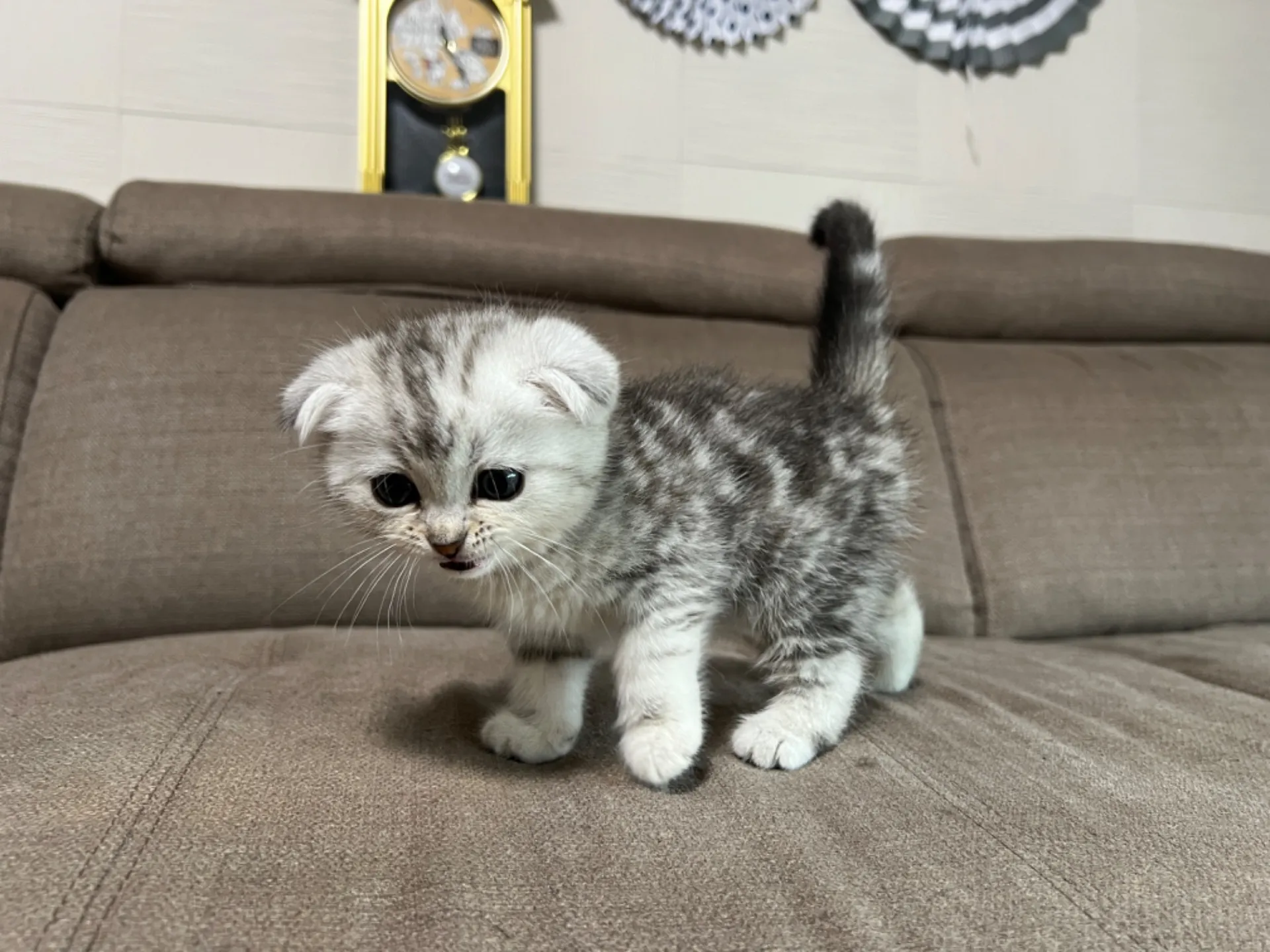 スコティッシュフォールド(4/17)