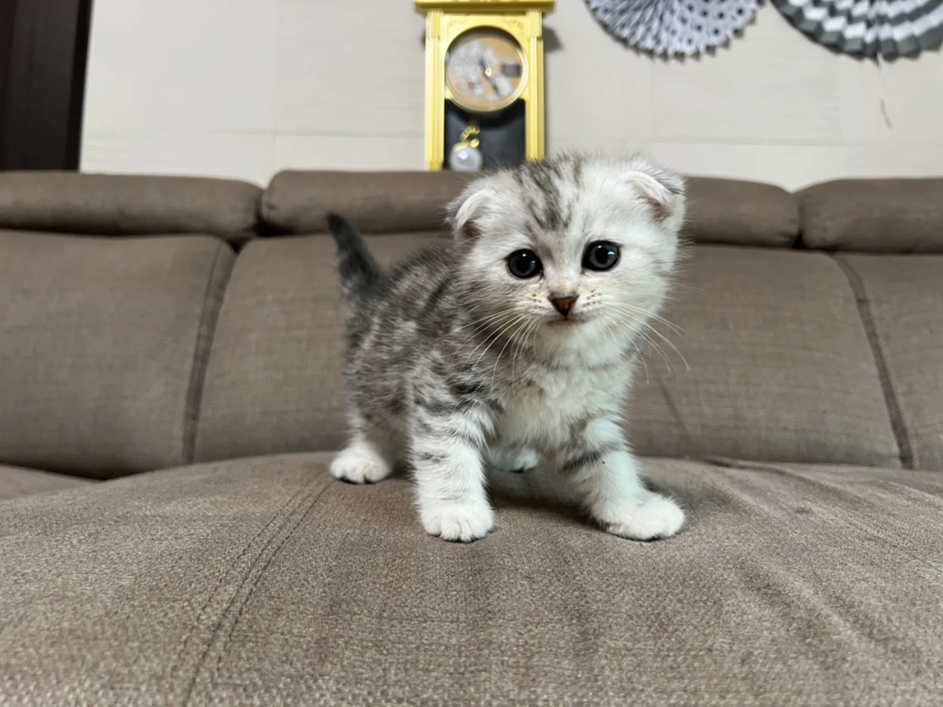 スコティッシュフォールド(4/17)