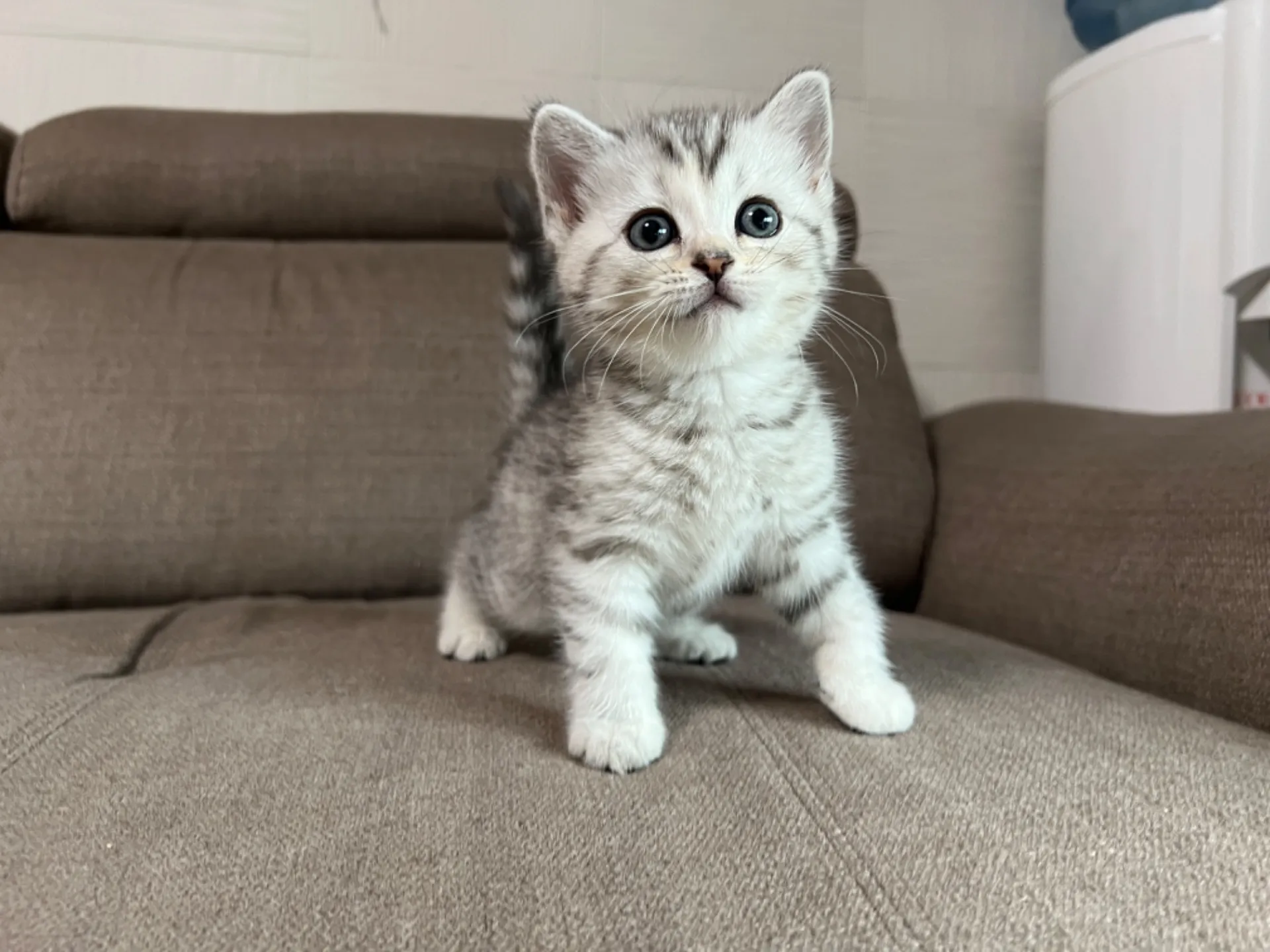 スコティッシュフォールド(4/17)