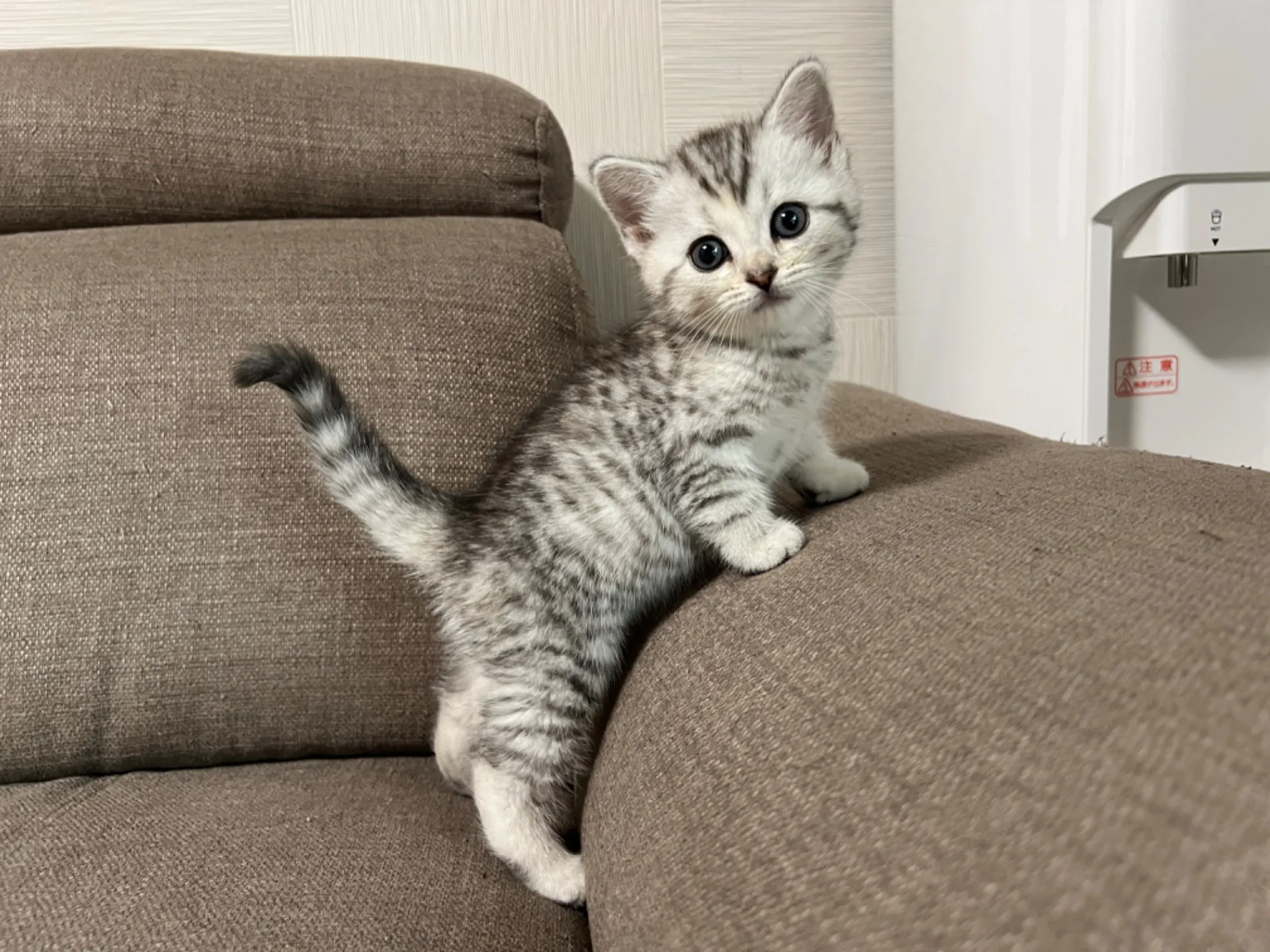 スコティッシュフォールド(4/17)