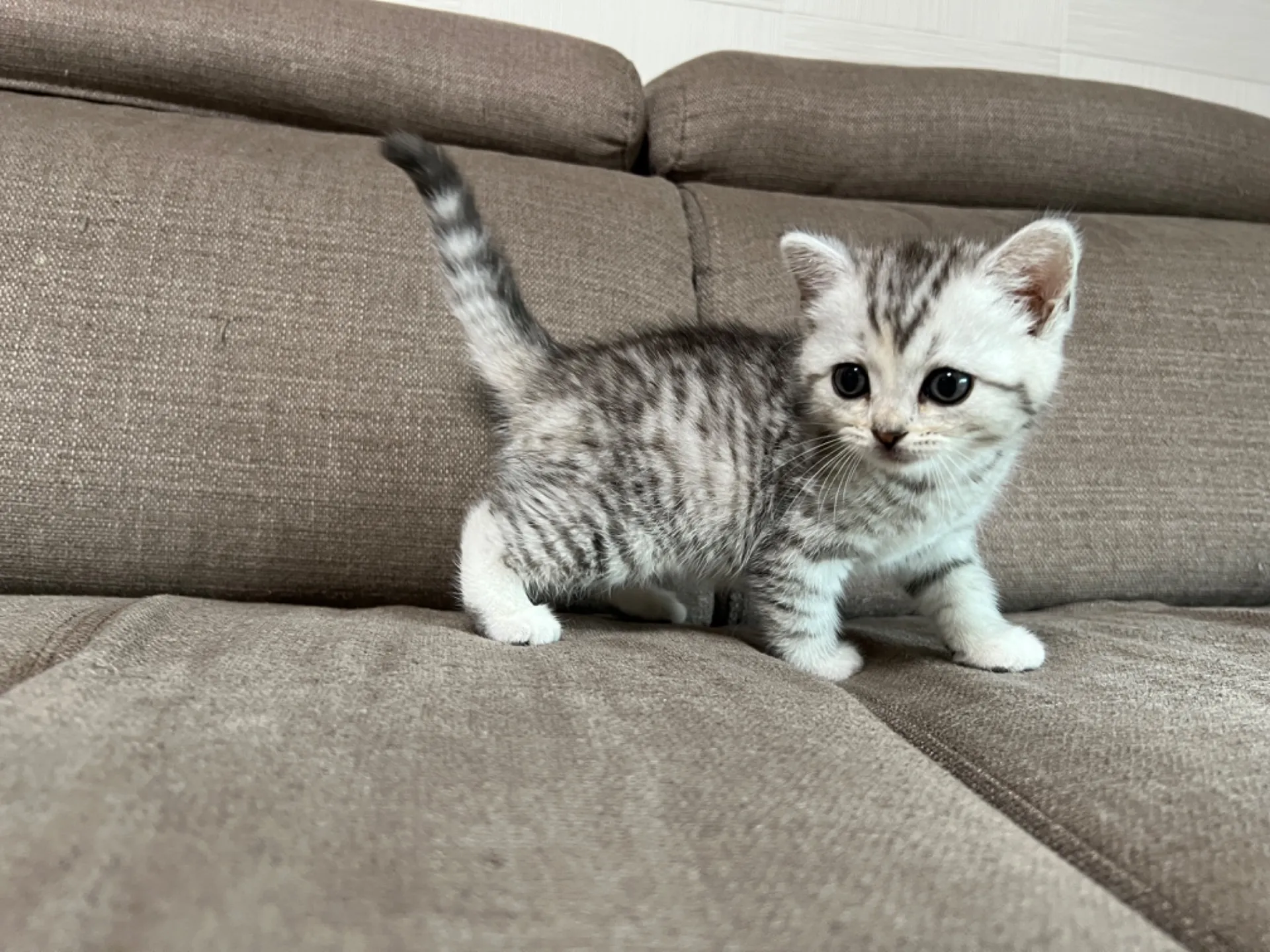 スコティッシュフォールド(4/17)