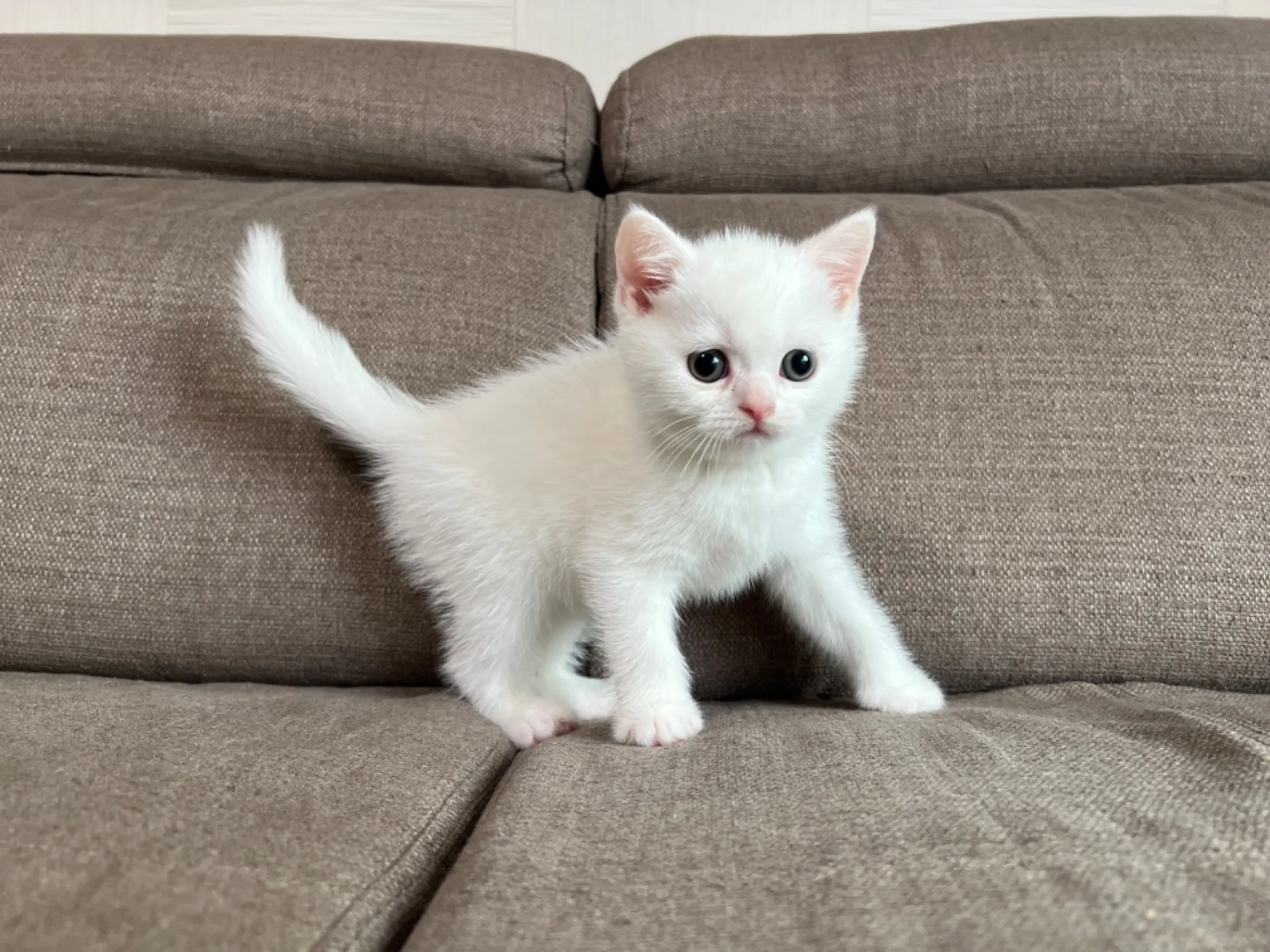 スコティッシュフォールド(5/1)