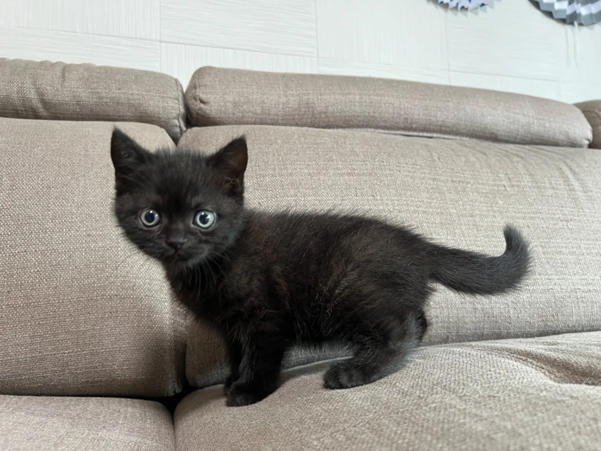 スコティッシュフォールド(5/1)