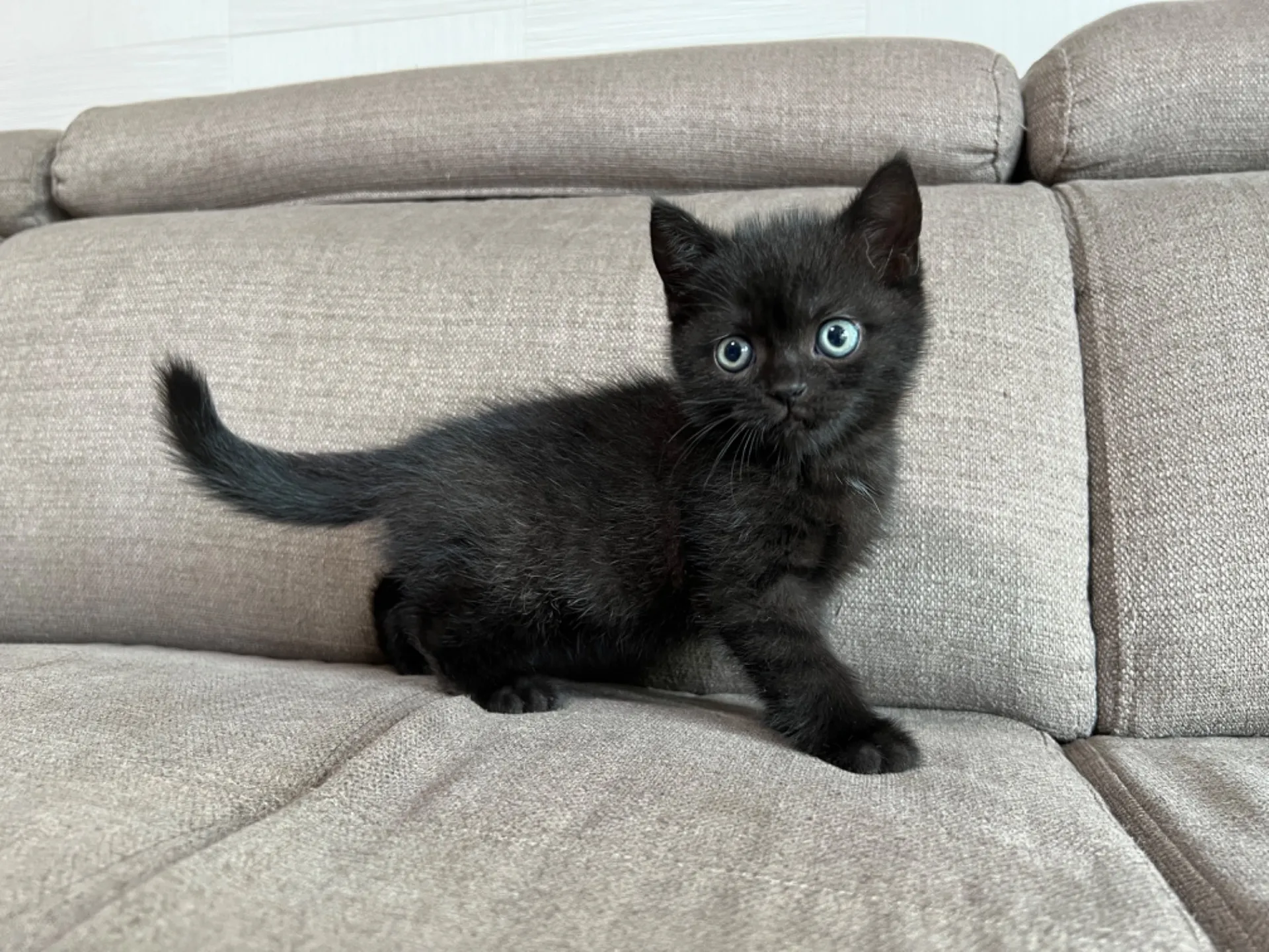 スコティッシュフォールド(5/1)