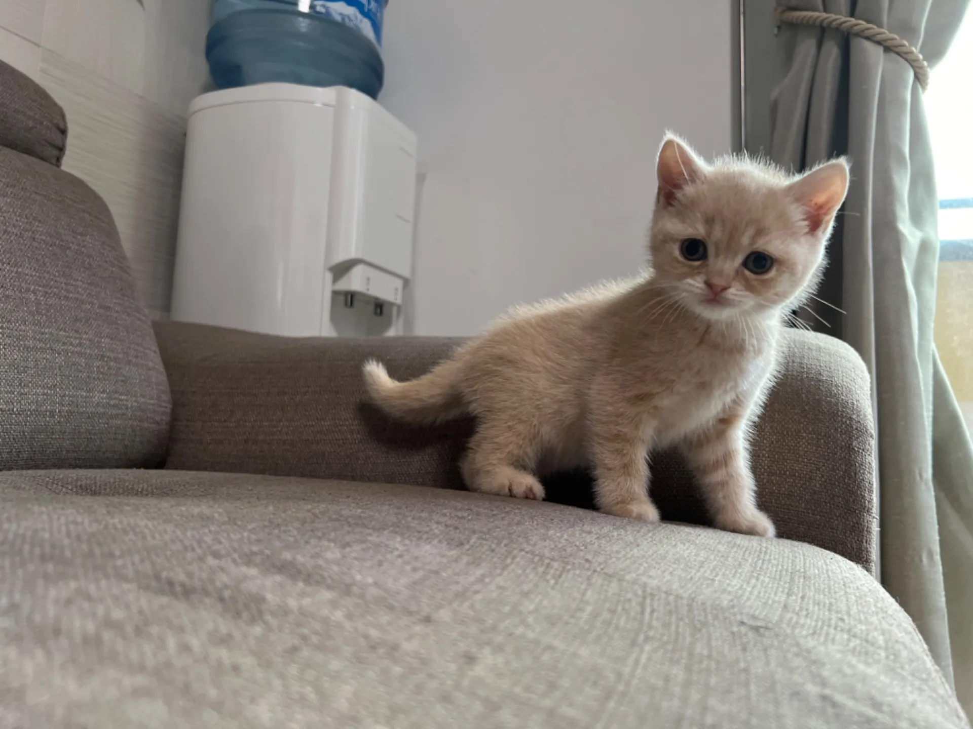 スコティッシュフォールド(5/1)