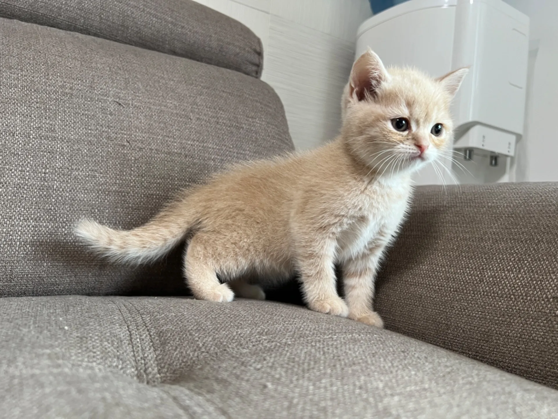 スコティッシュフォールド(5/1)