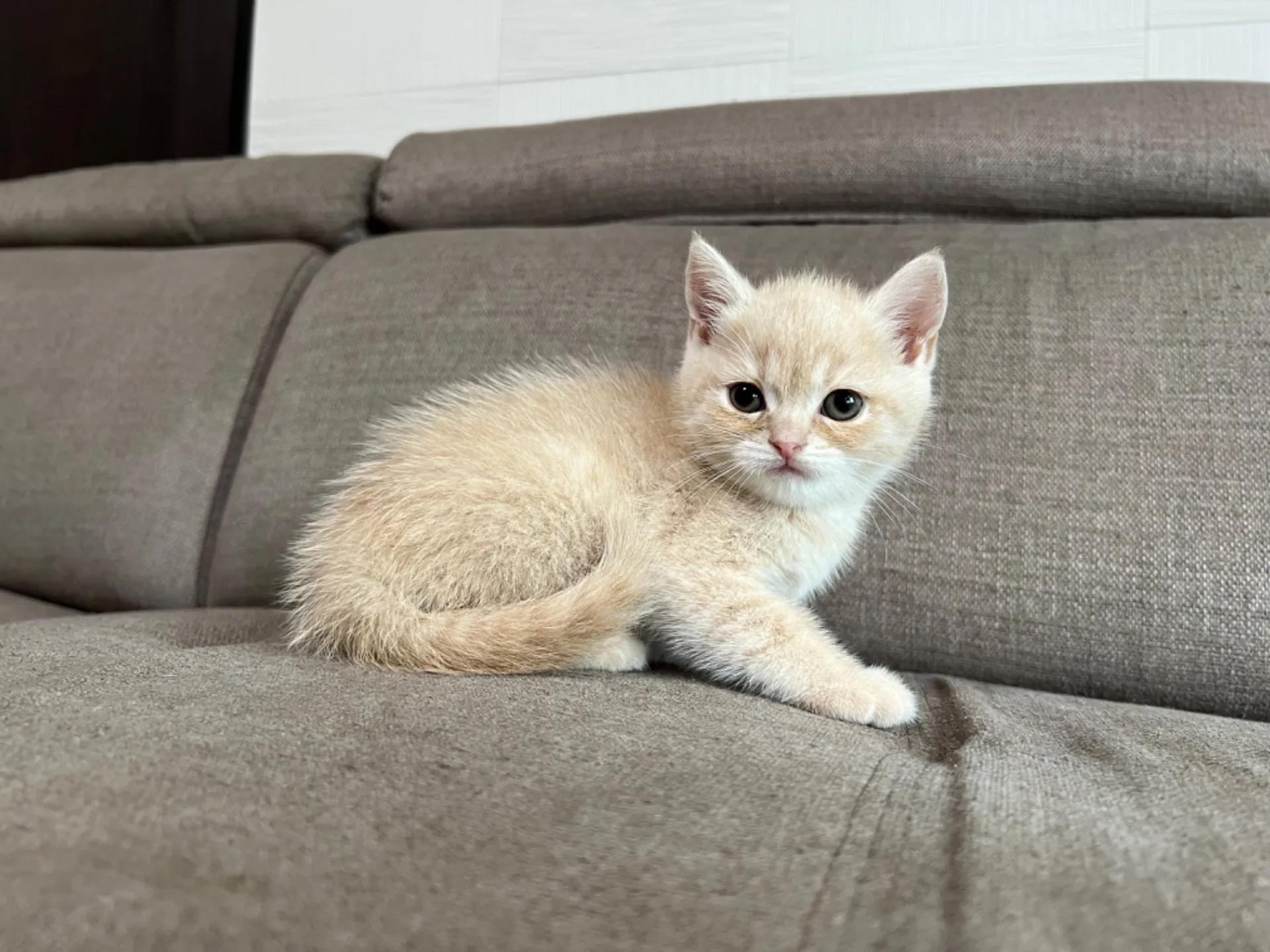 スコティッシュフォールド(5/1)