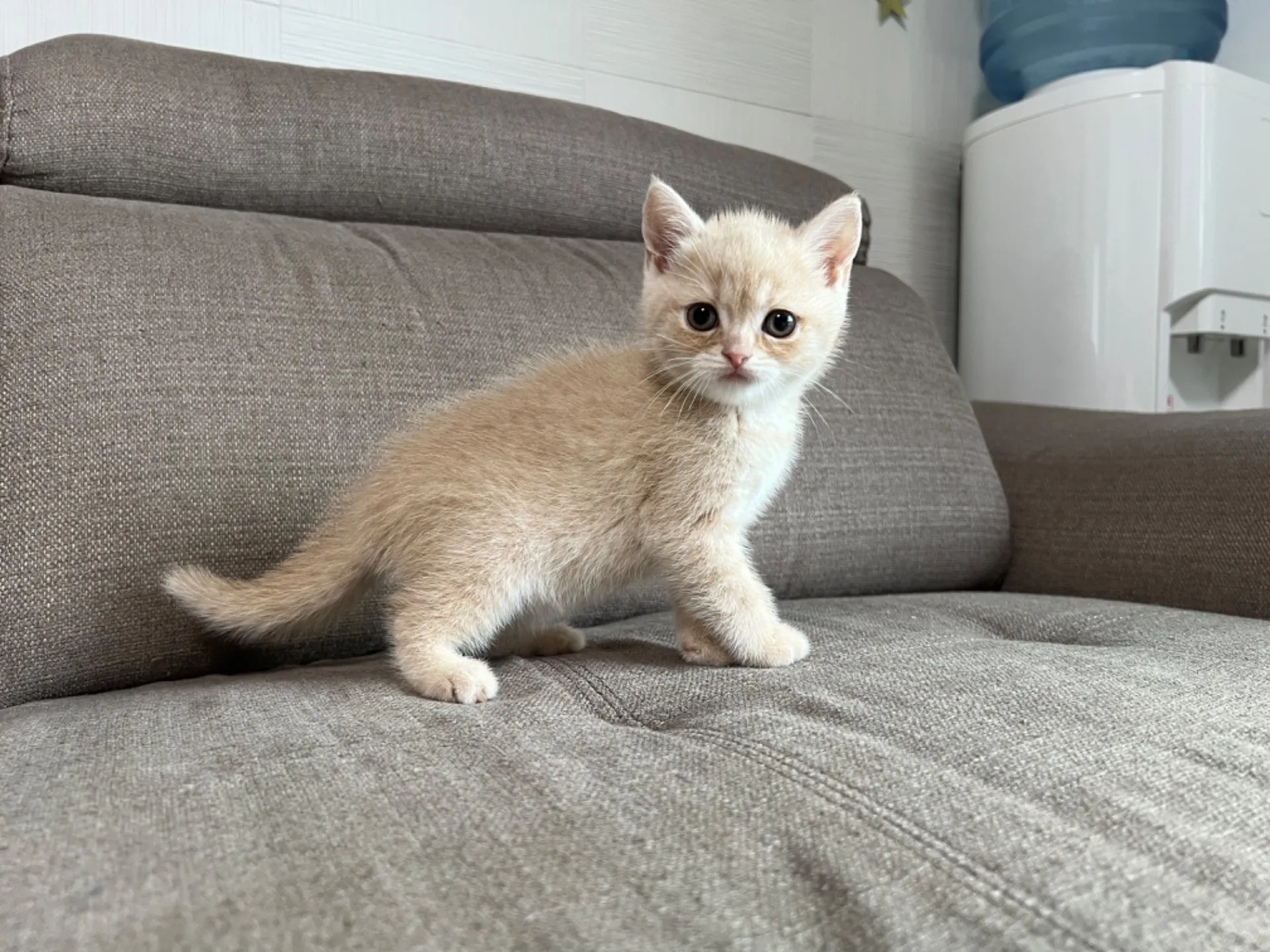 スコティッシュフォールド(5/1)