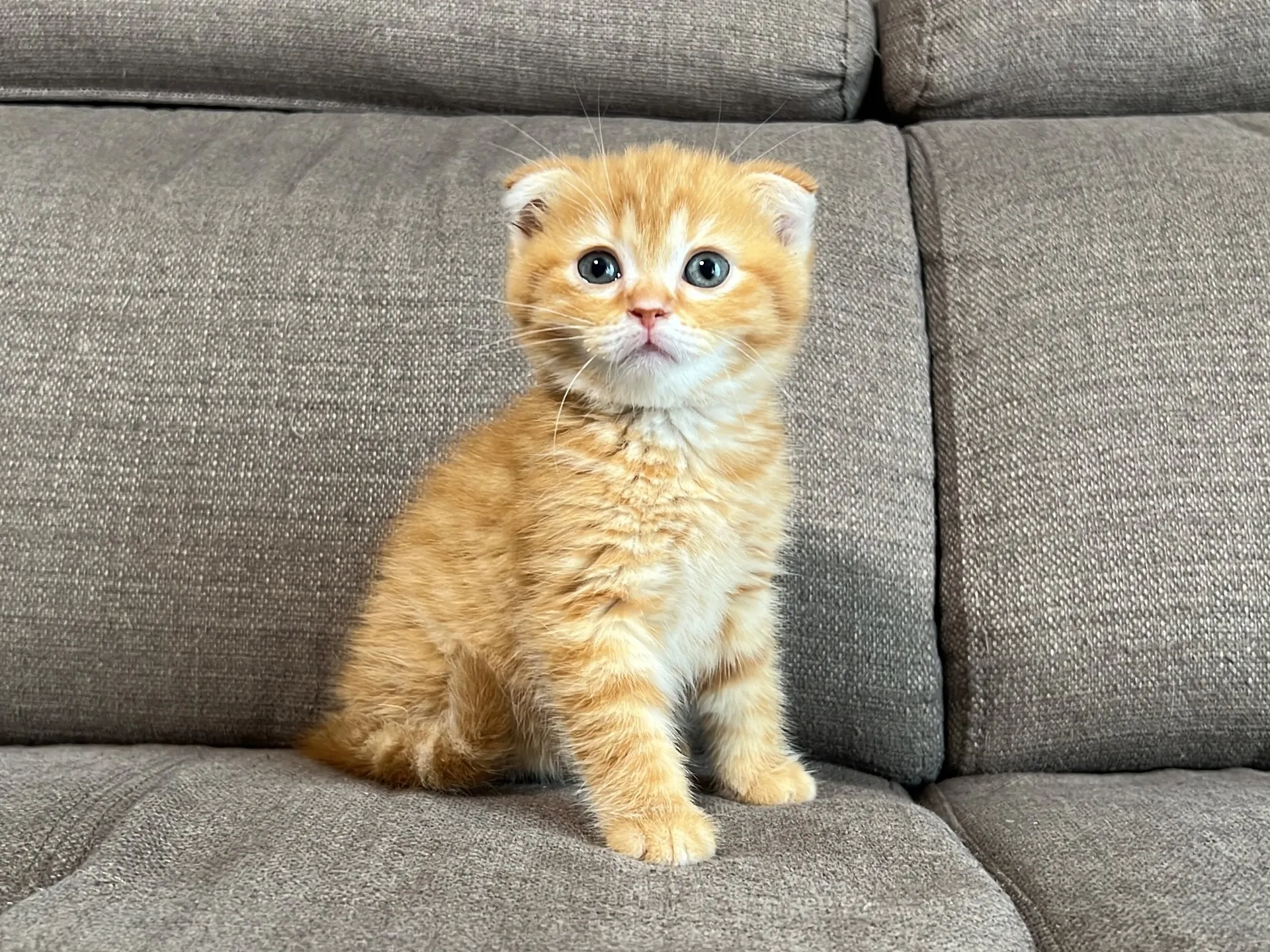 スコティッシュフォールド(4/17)