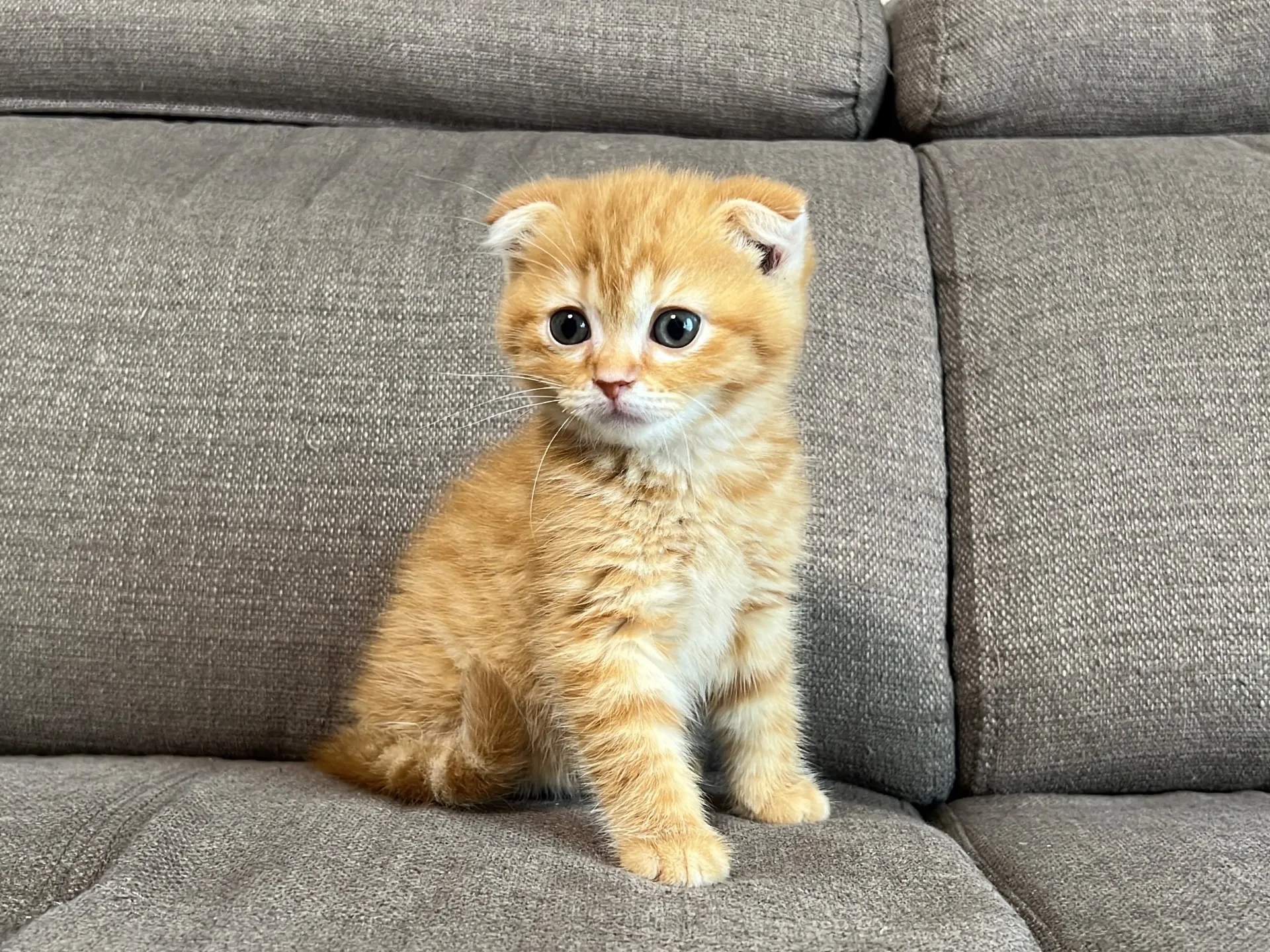 スコティッシュフォールド(4/17)