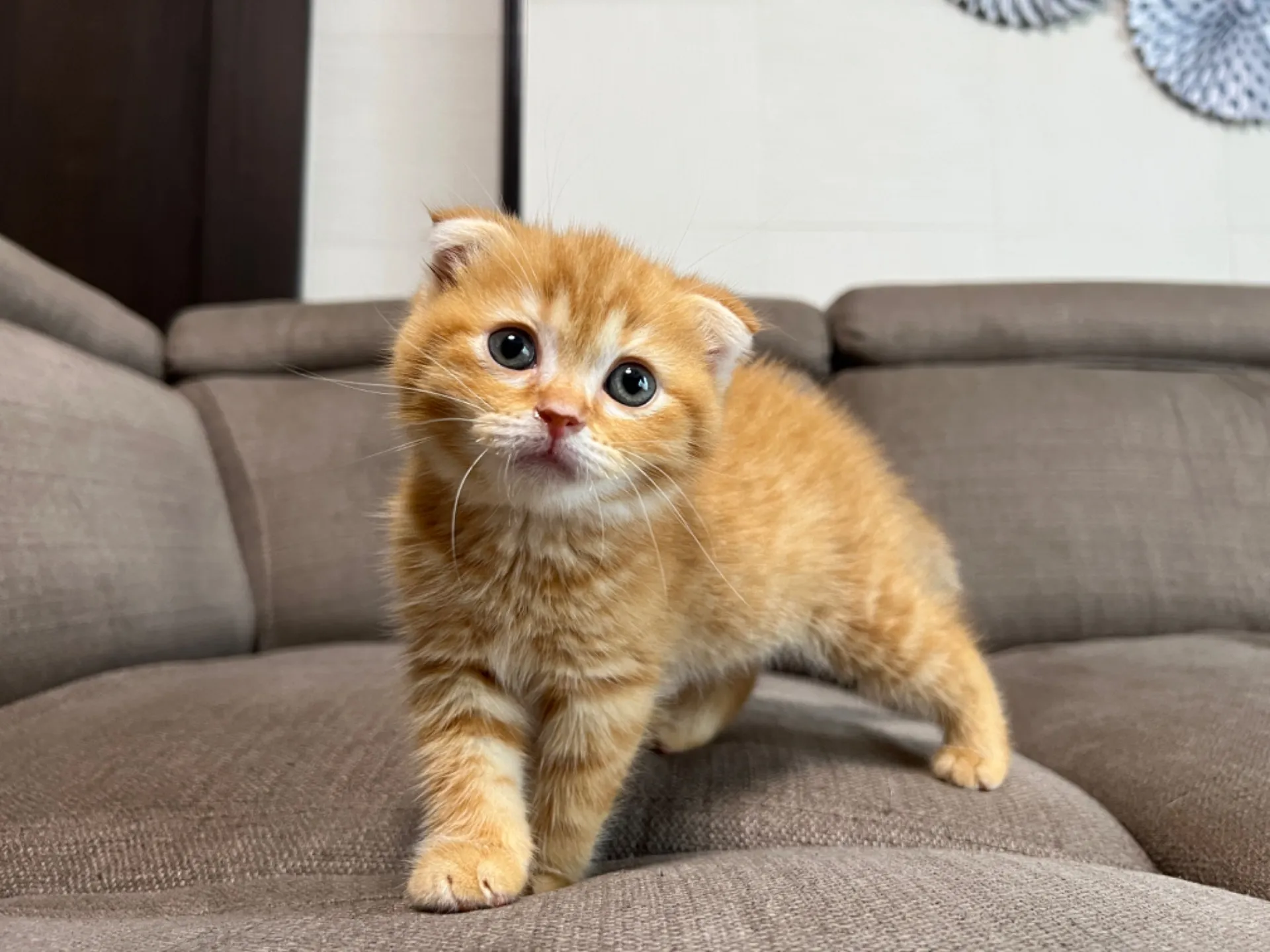 スコティッシュフォールド(4/17)