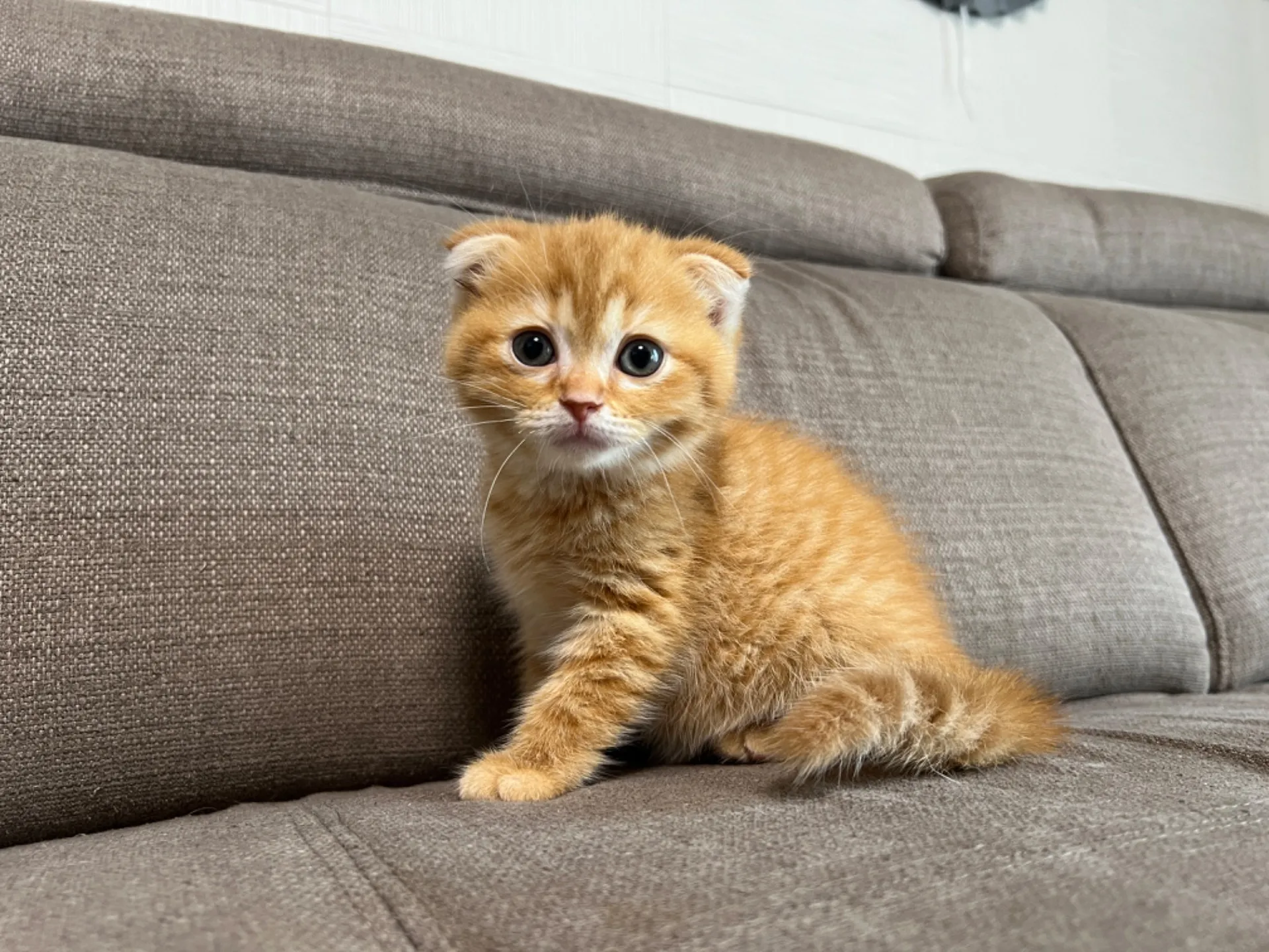 スコティッシュフォールド(4/17)