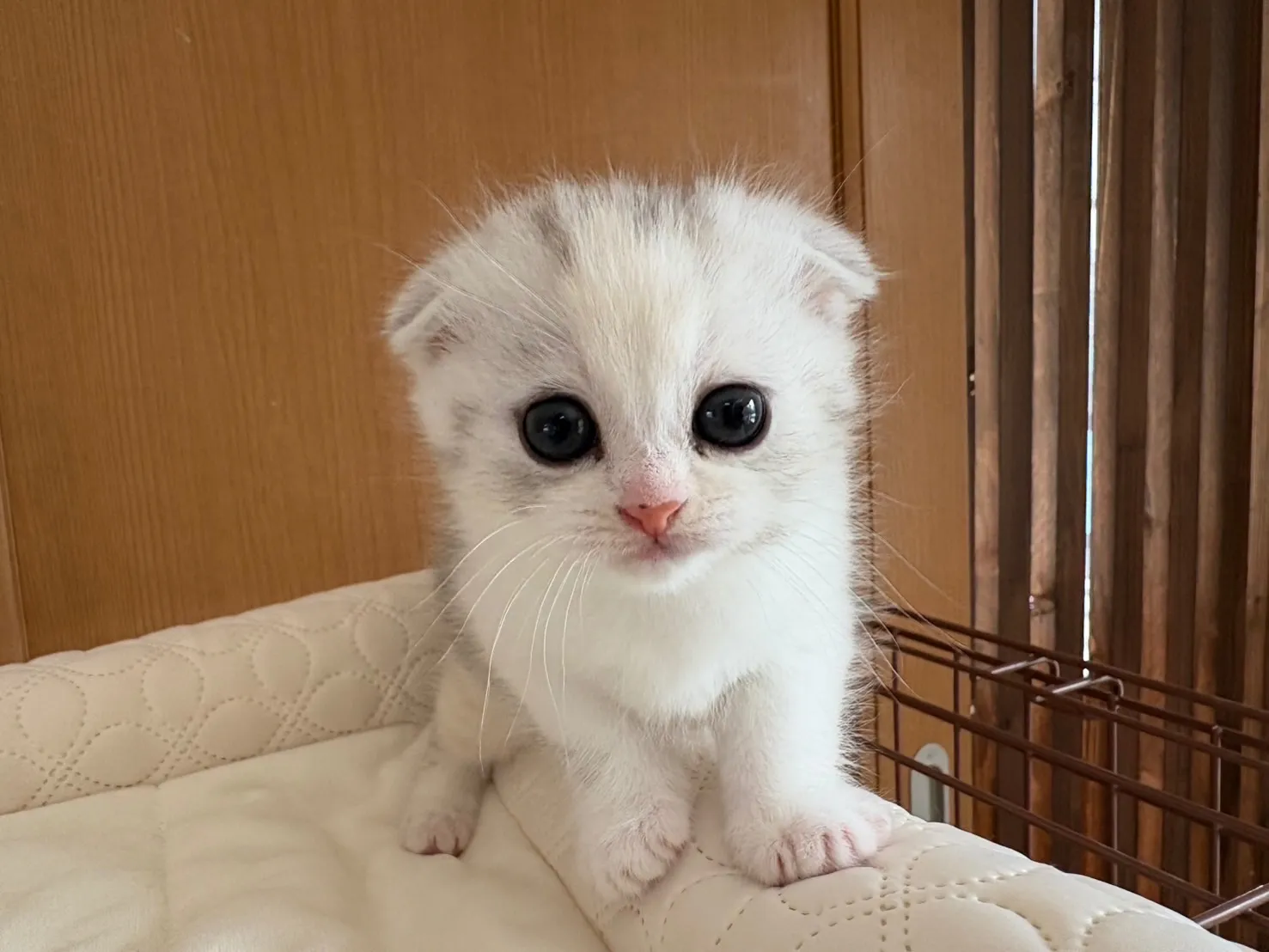 スコティッシュフォールド(6/5)