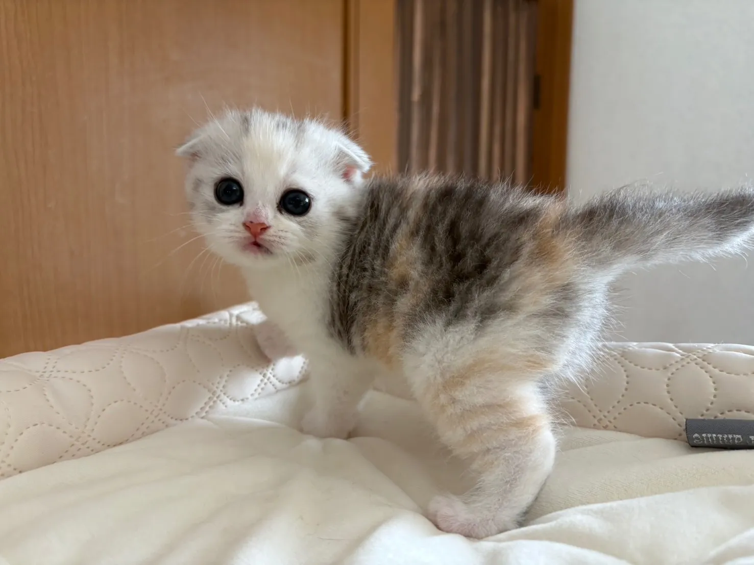 スコティッシュフォールド(6/5)