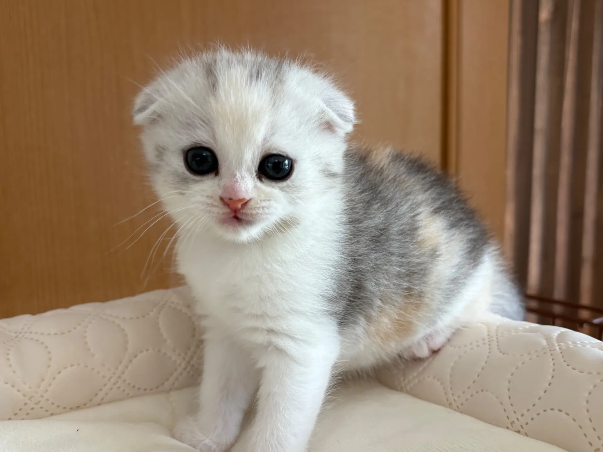 スコティッシュフォールド(6/5)