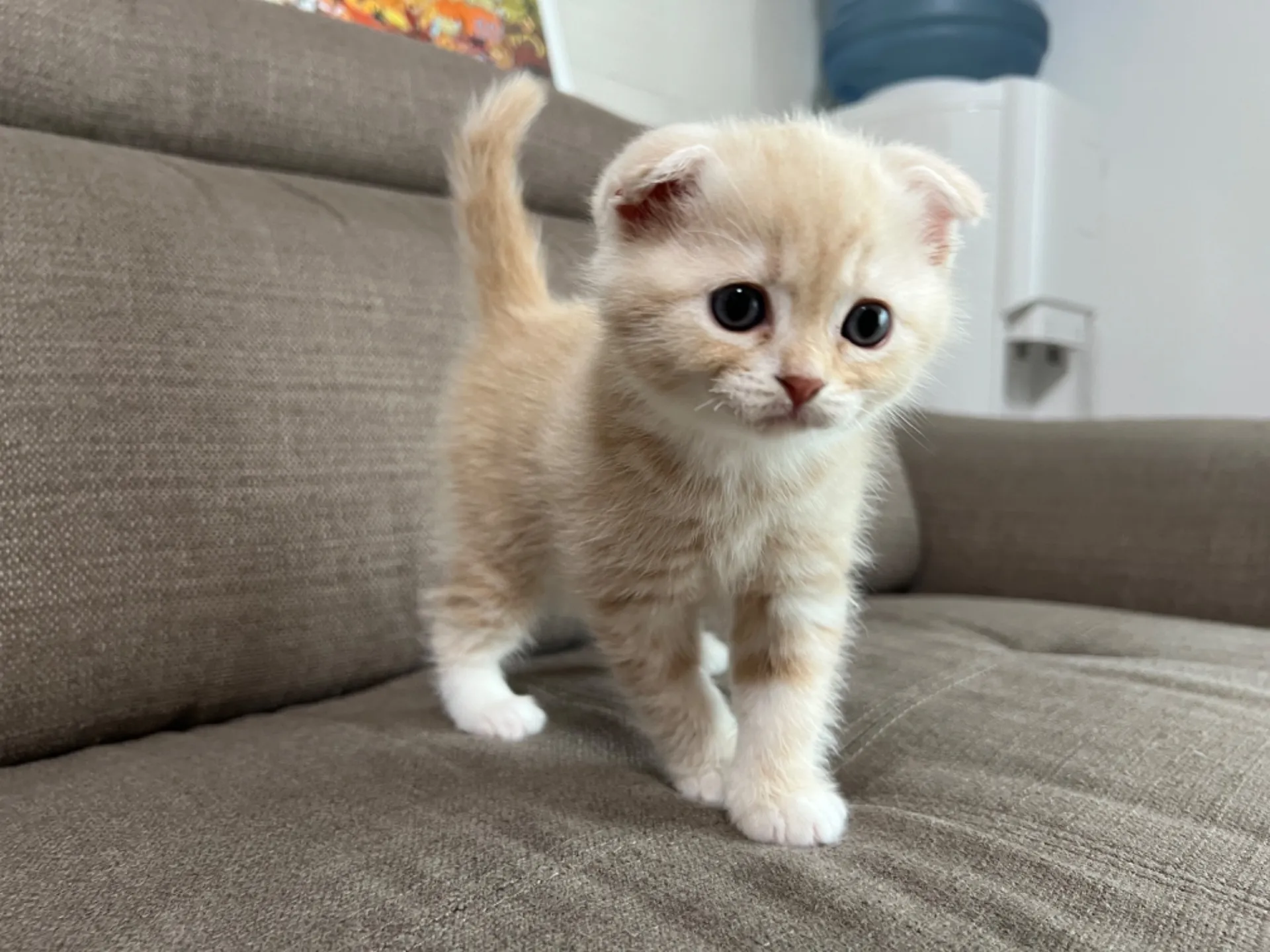 スコティッシュフォールド(7/27)