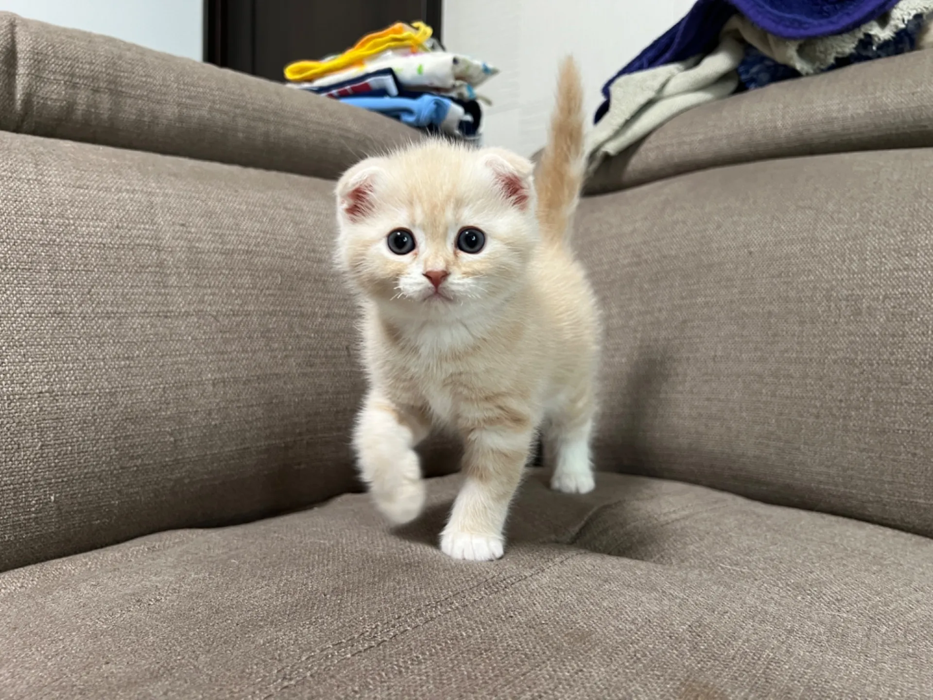 スコティッシュフォールド(7/27)