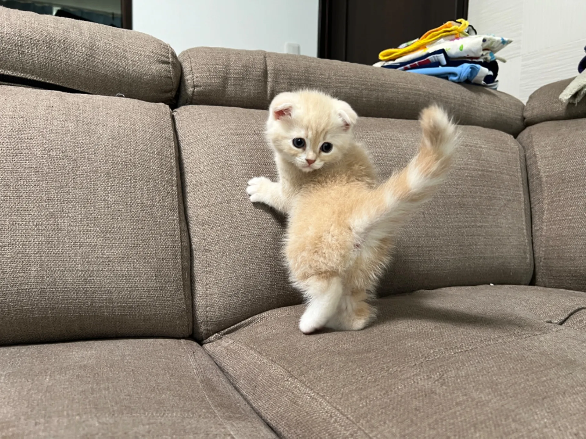 スコティッシュフォールド(7/27)