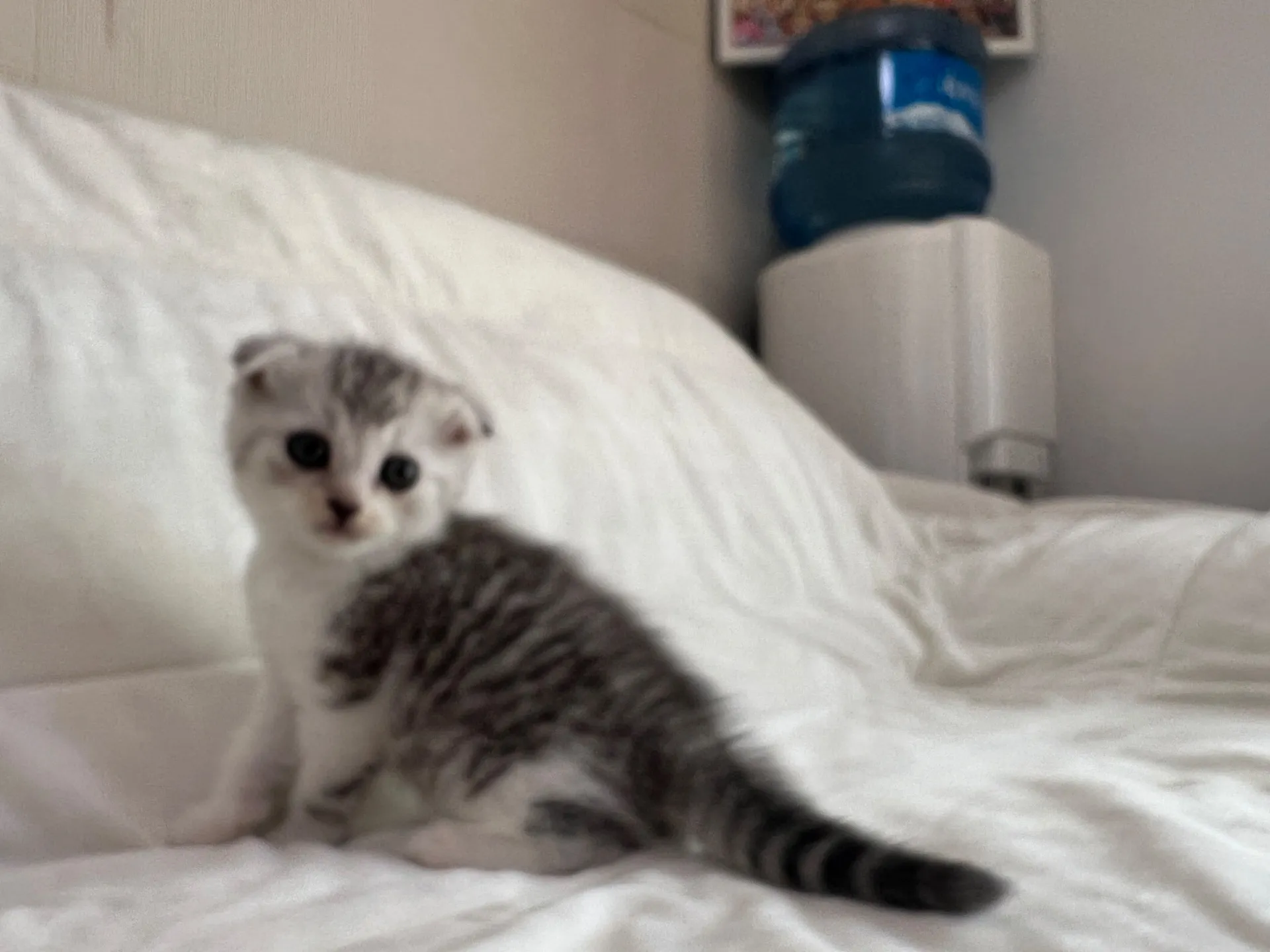 スコティッシュフォールド(9/19)