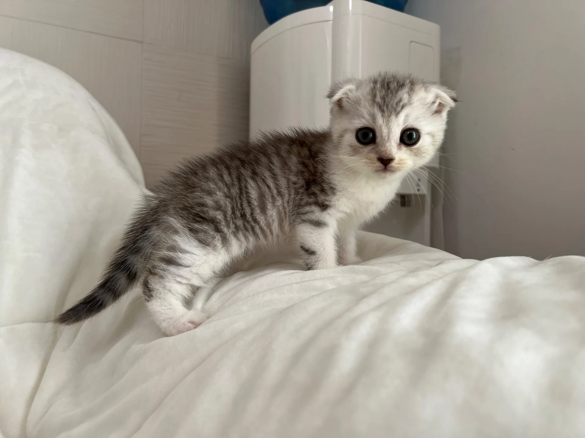 スコティッシュフォールド(9/19)