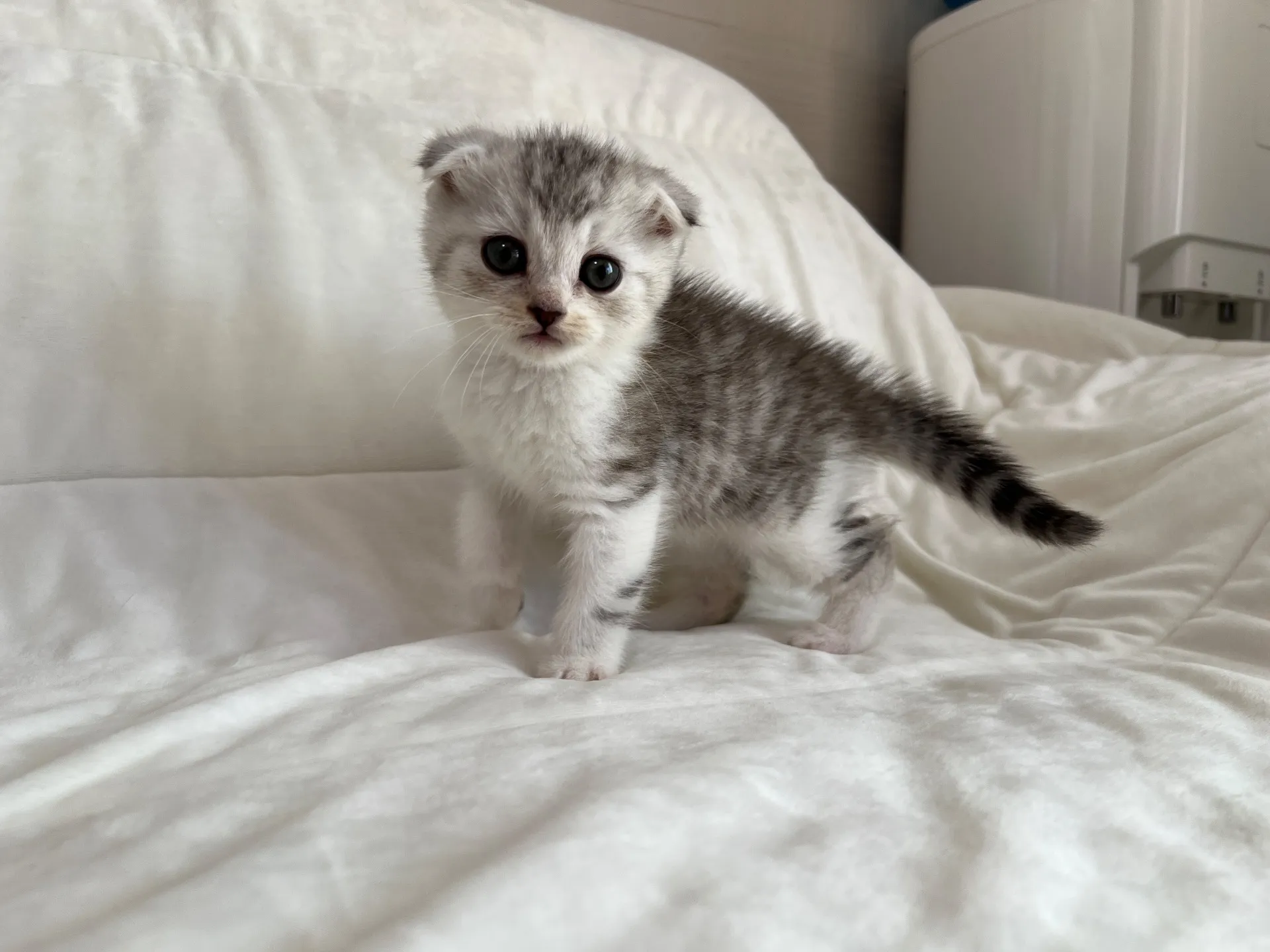 スコティッシュフォールド(9/19)