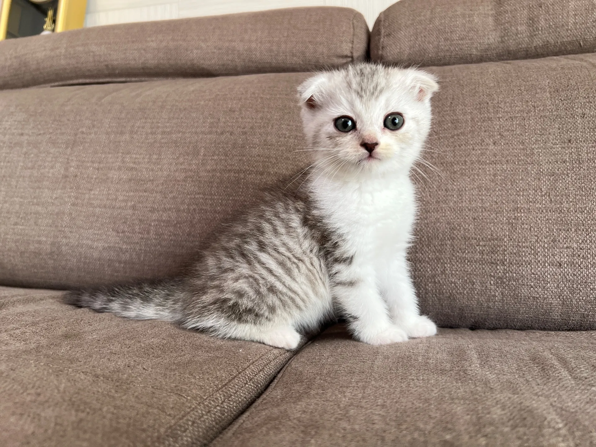 スコティッシュフォールド(9/19)