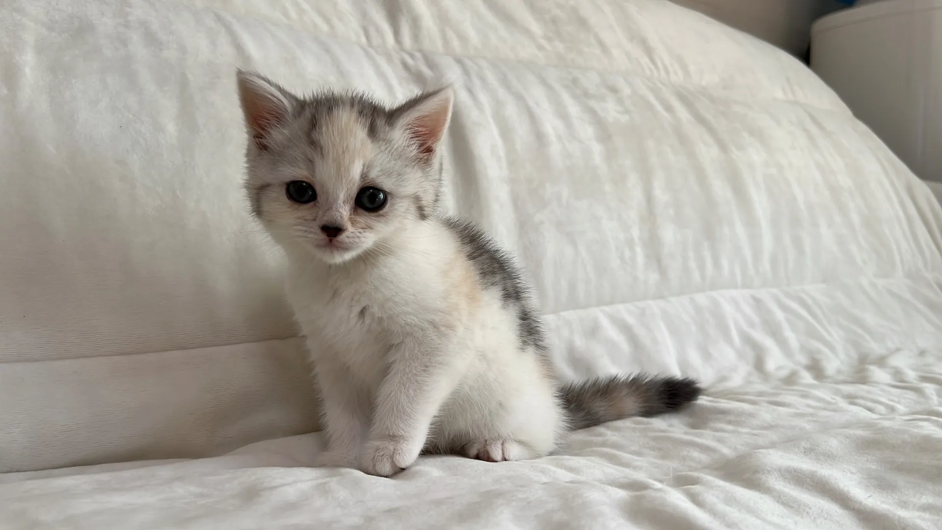 スコティッシュフォールド(9/19)