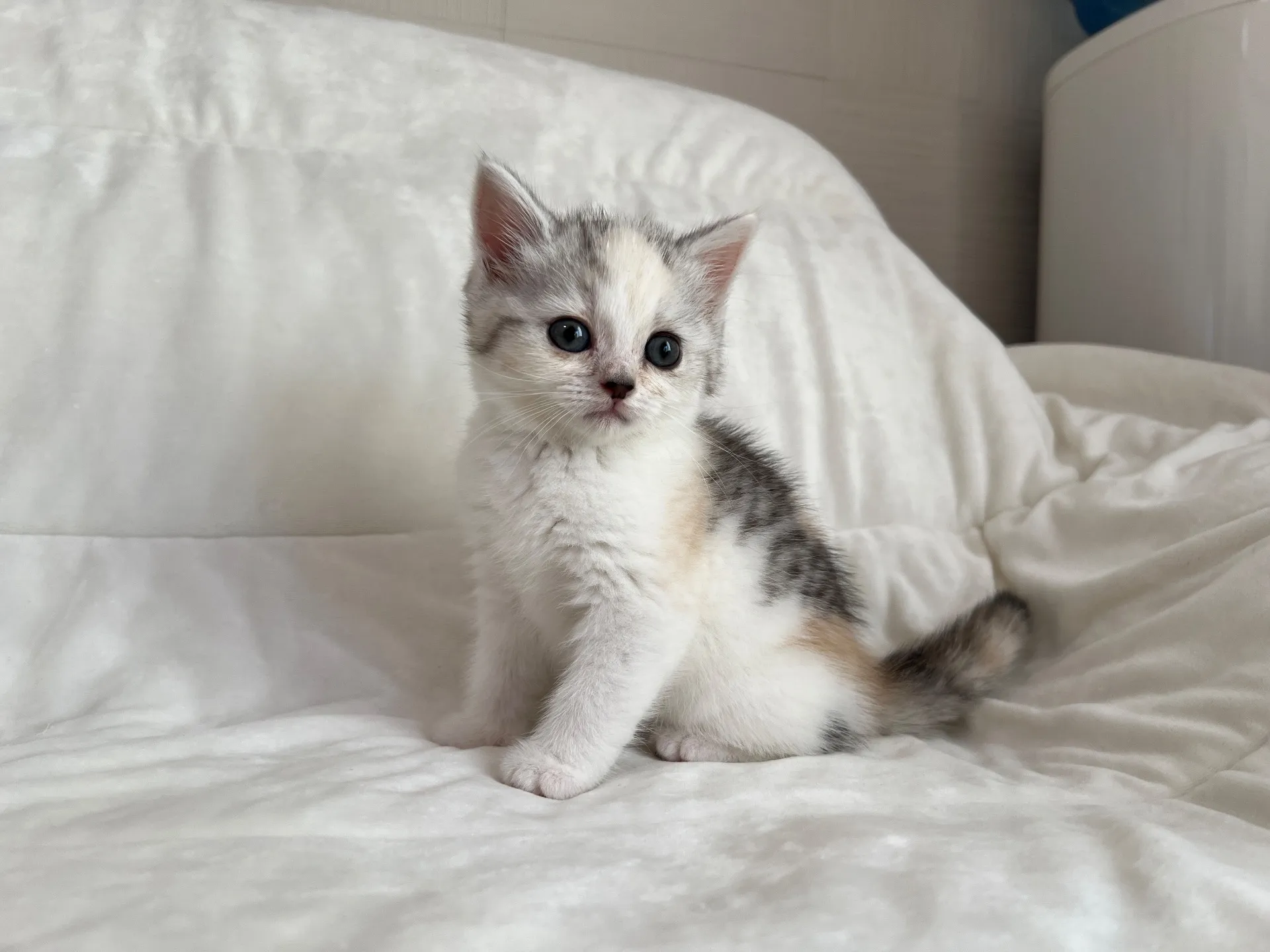 スコティッシュフォールド(9/19)