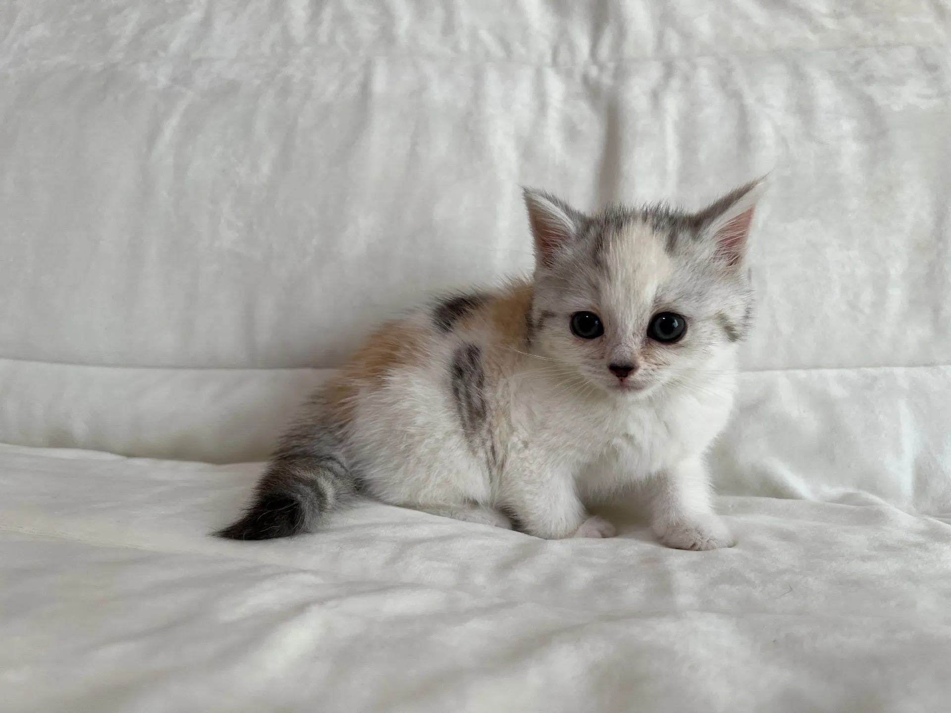 スコティッシュフォールド(9/19)