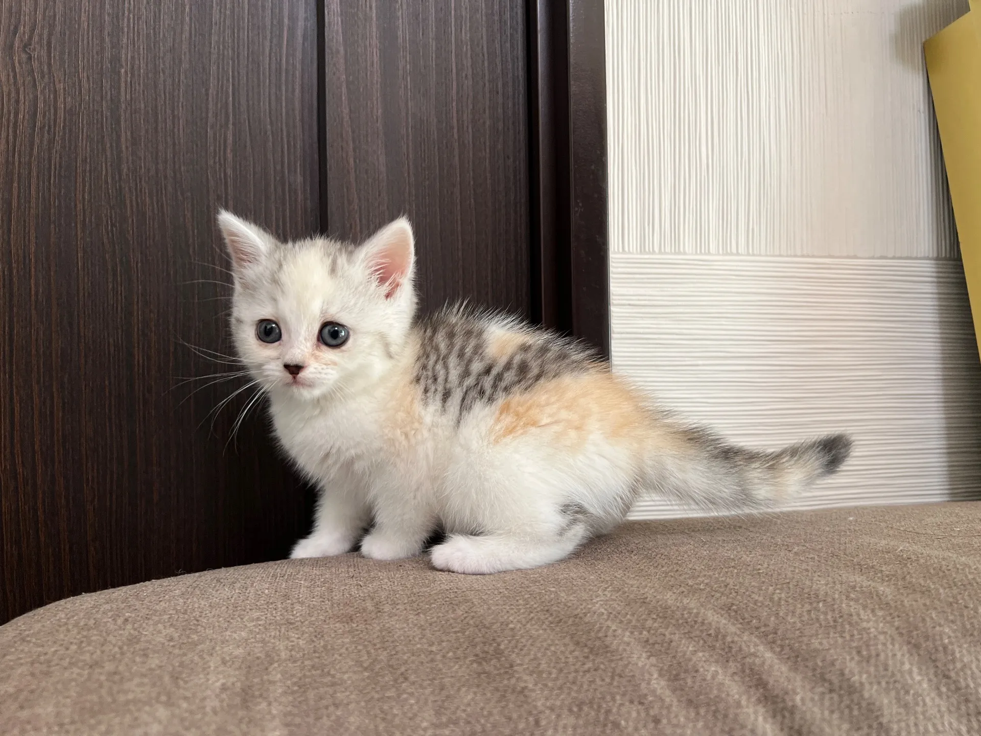 スコティッシュフォールド(9/19)