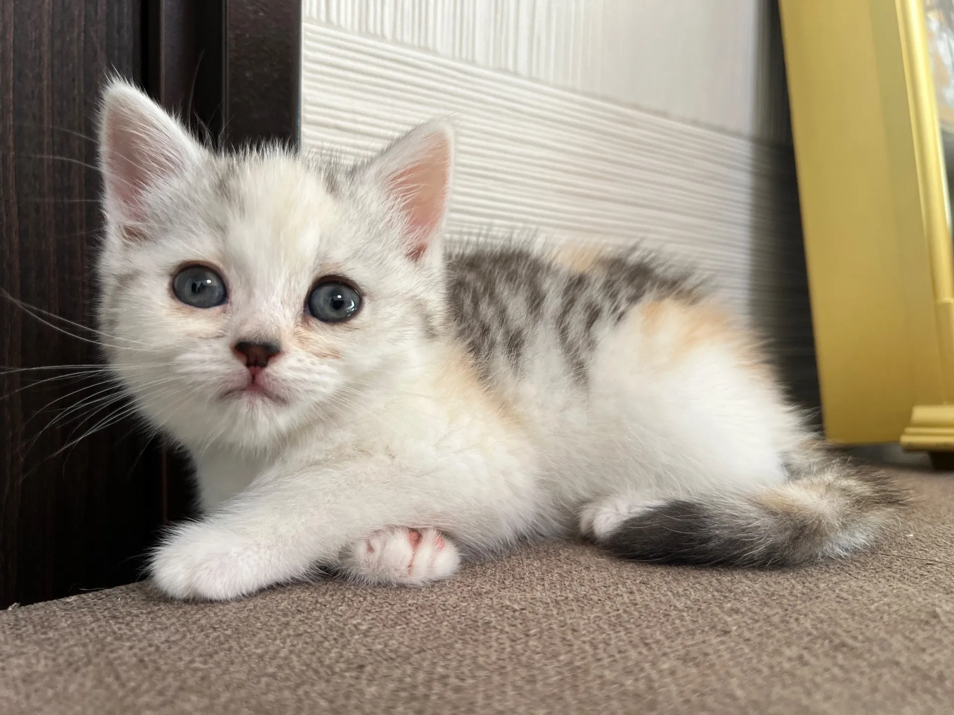 スコティッシュフォールド(9/19)