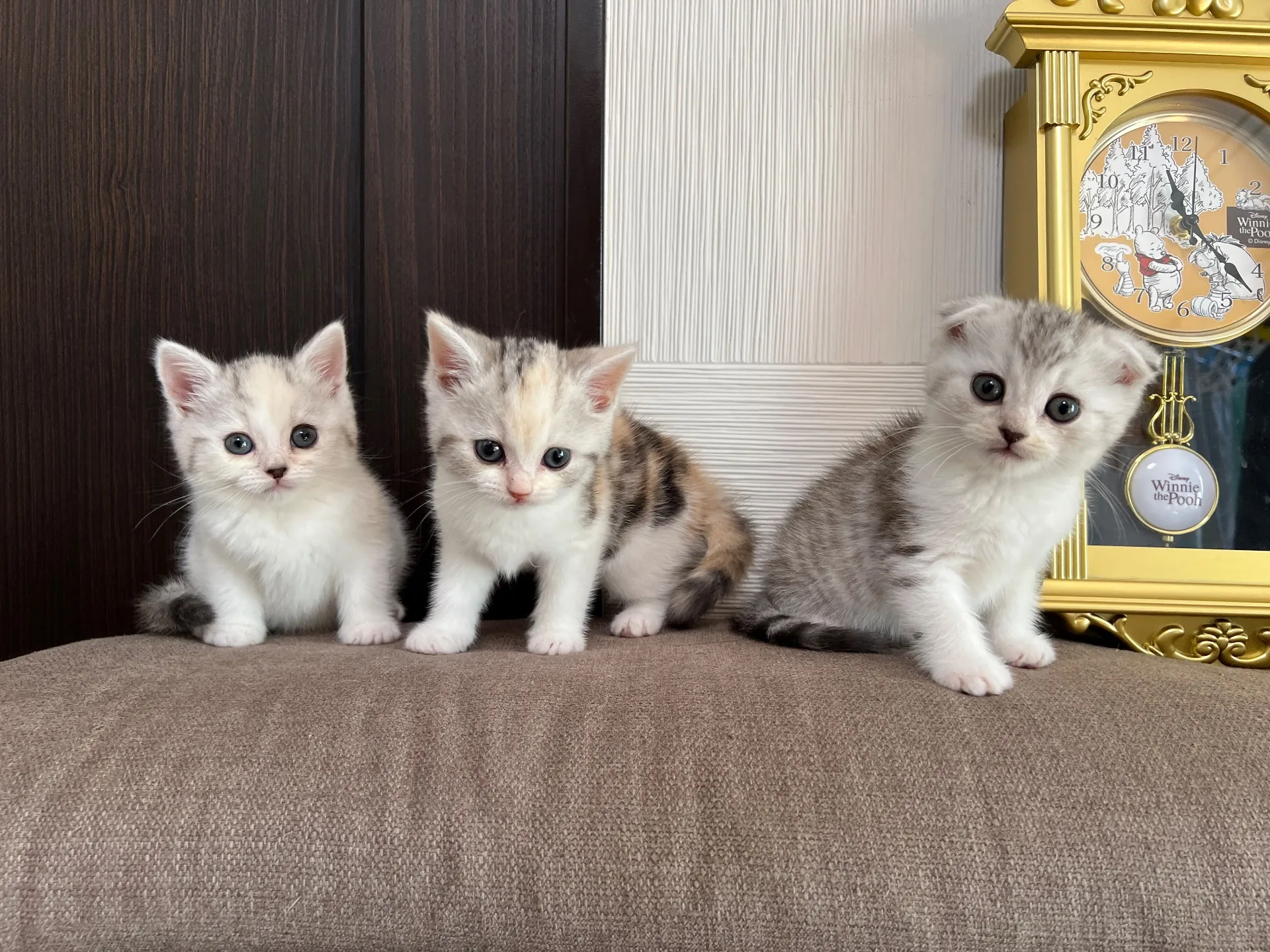 スコティッシュフォールド(9/19)