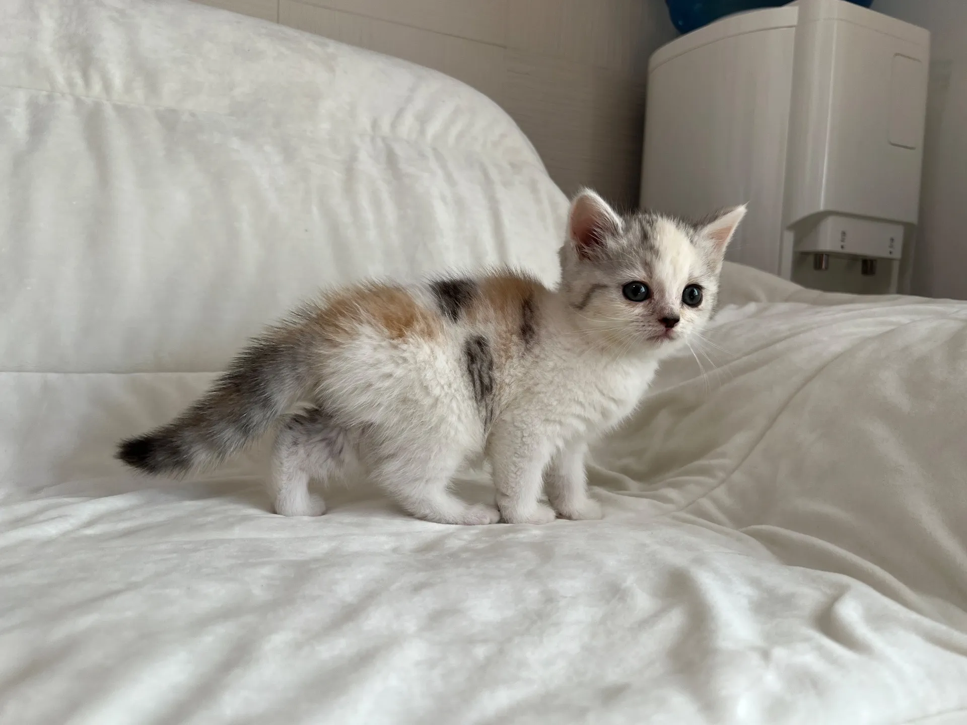 スコティッシュフォールド(9/19)